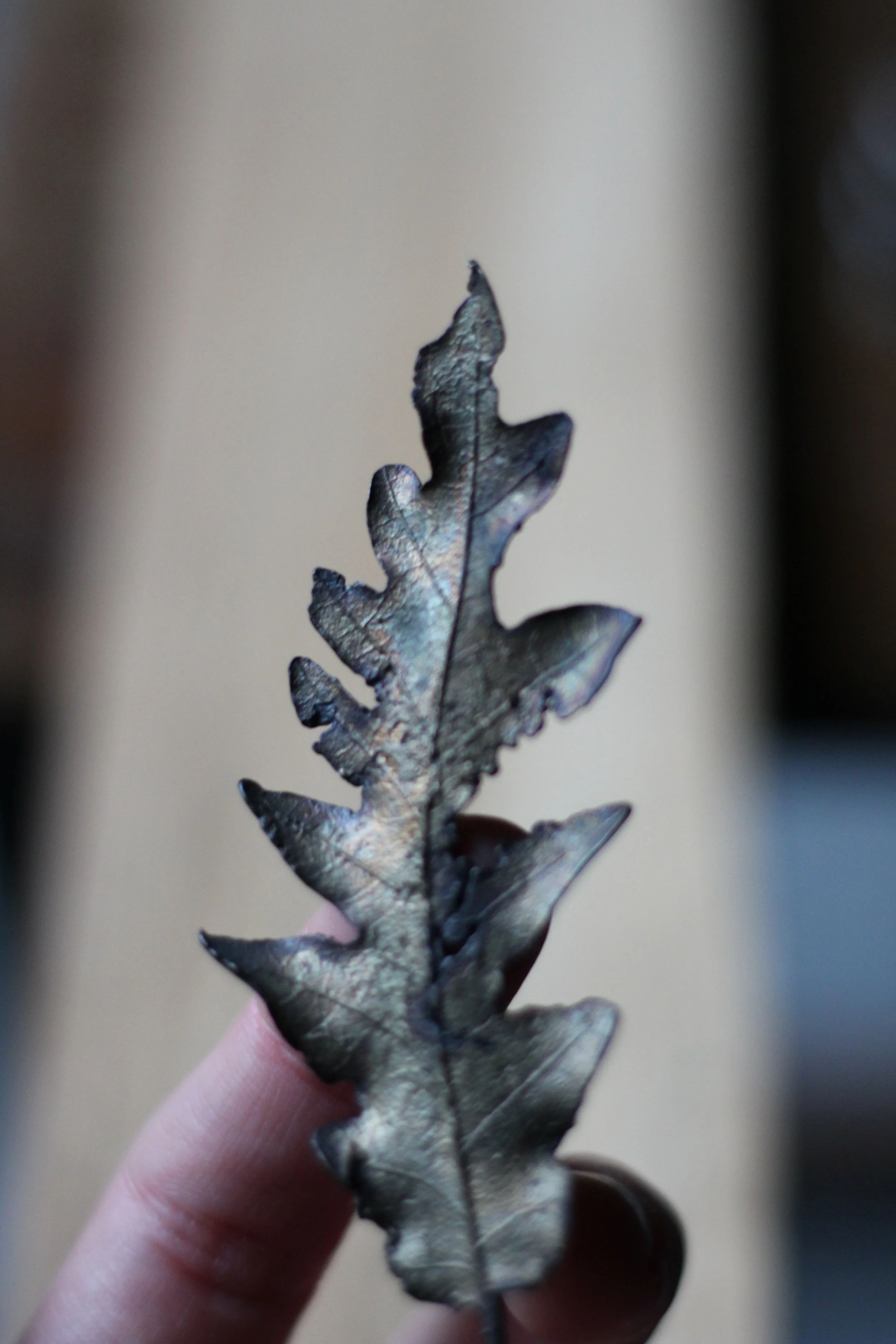 oak-bronze-leaf_03_02.JPG