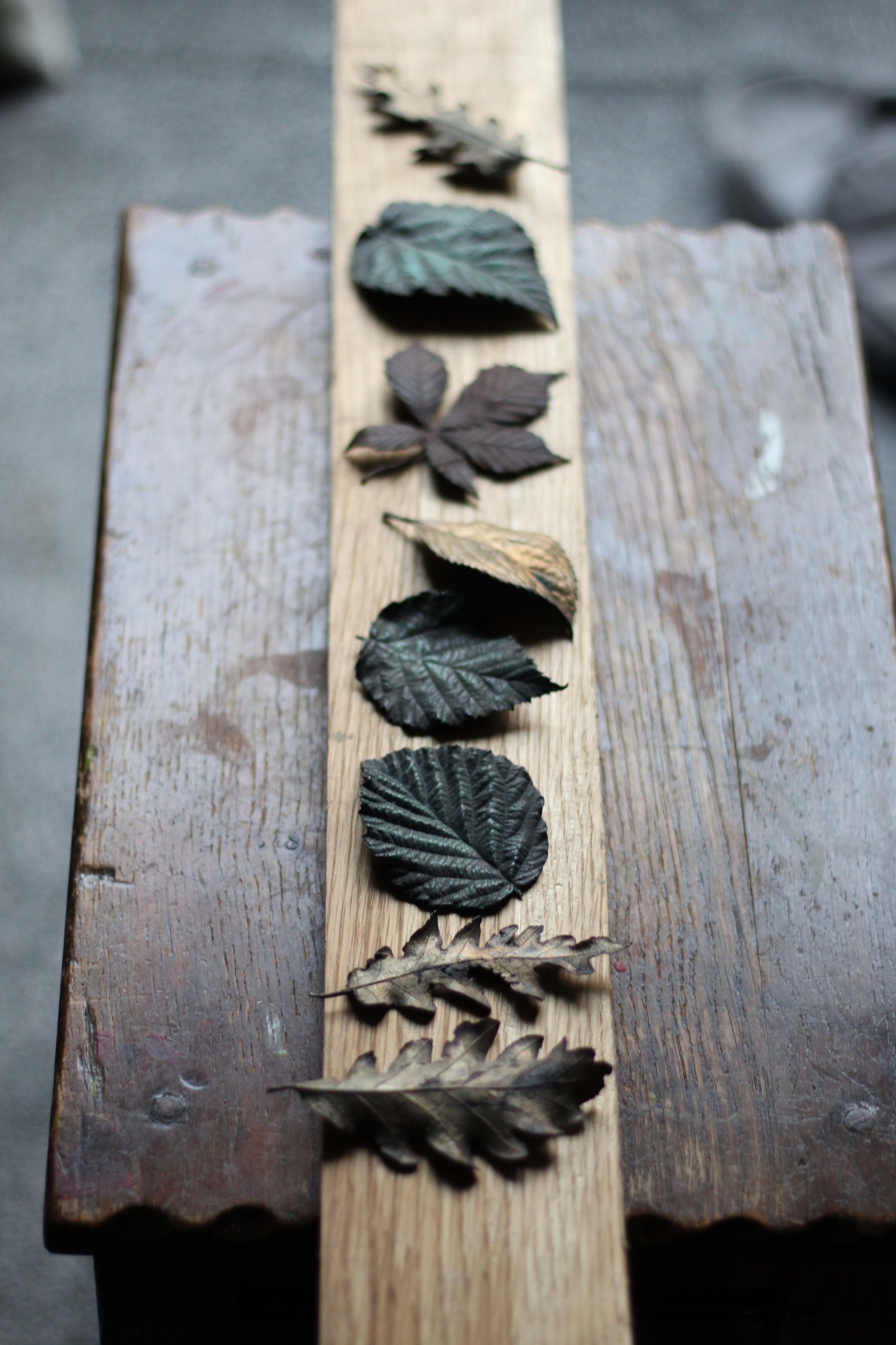oak_bronze_leaves_05.JPG
