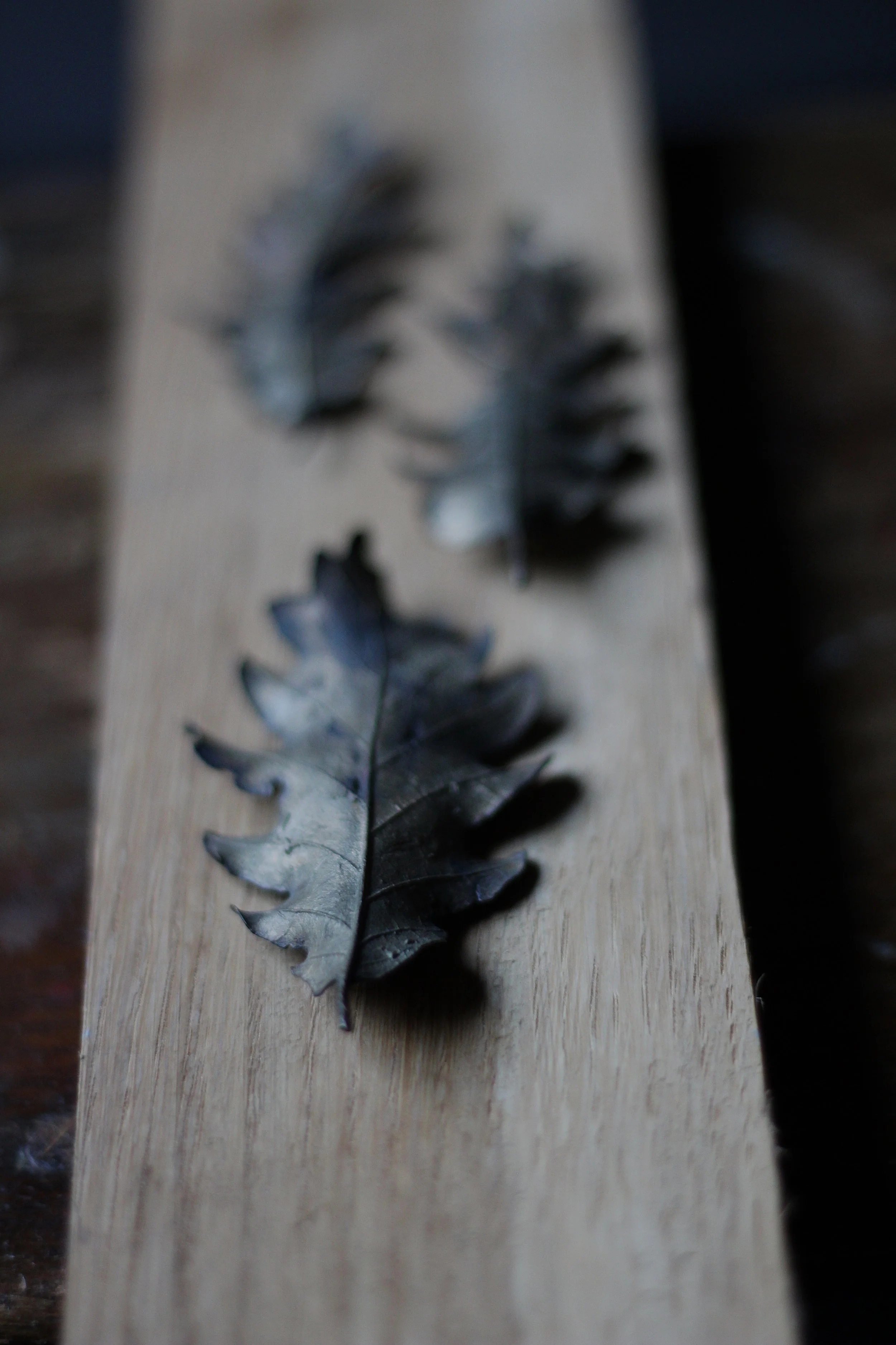 oak_bronze_leaves_06.JPG