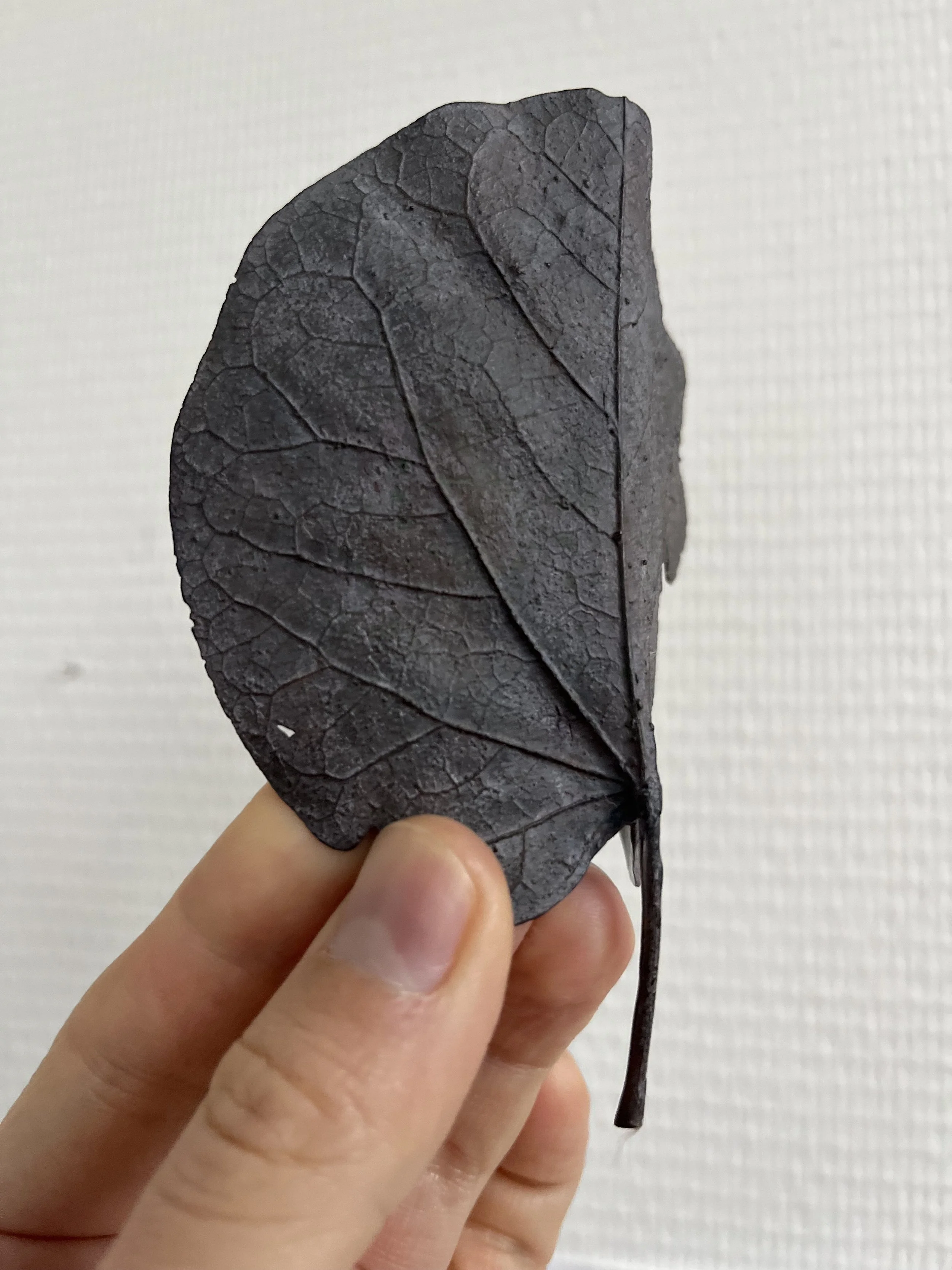 08_blue-leaf_judas_01.jpg