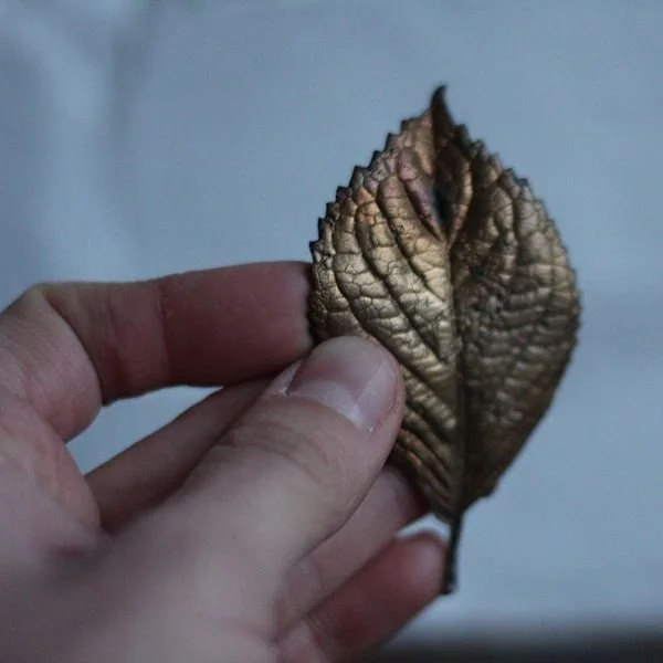 Hydrangea Leaf