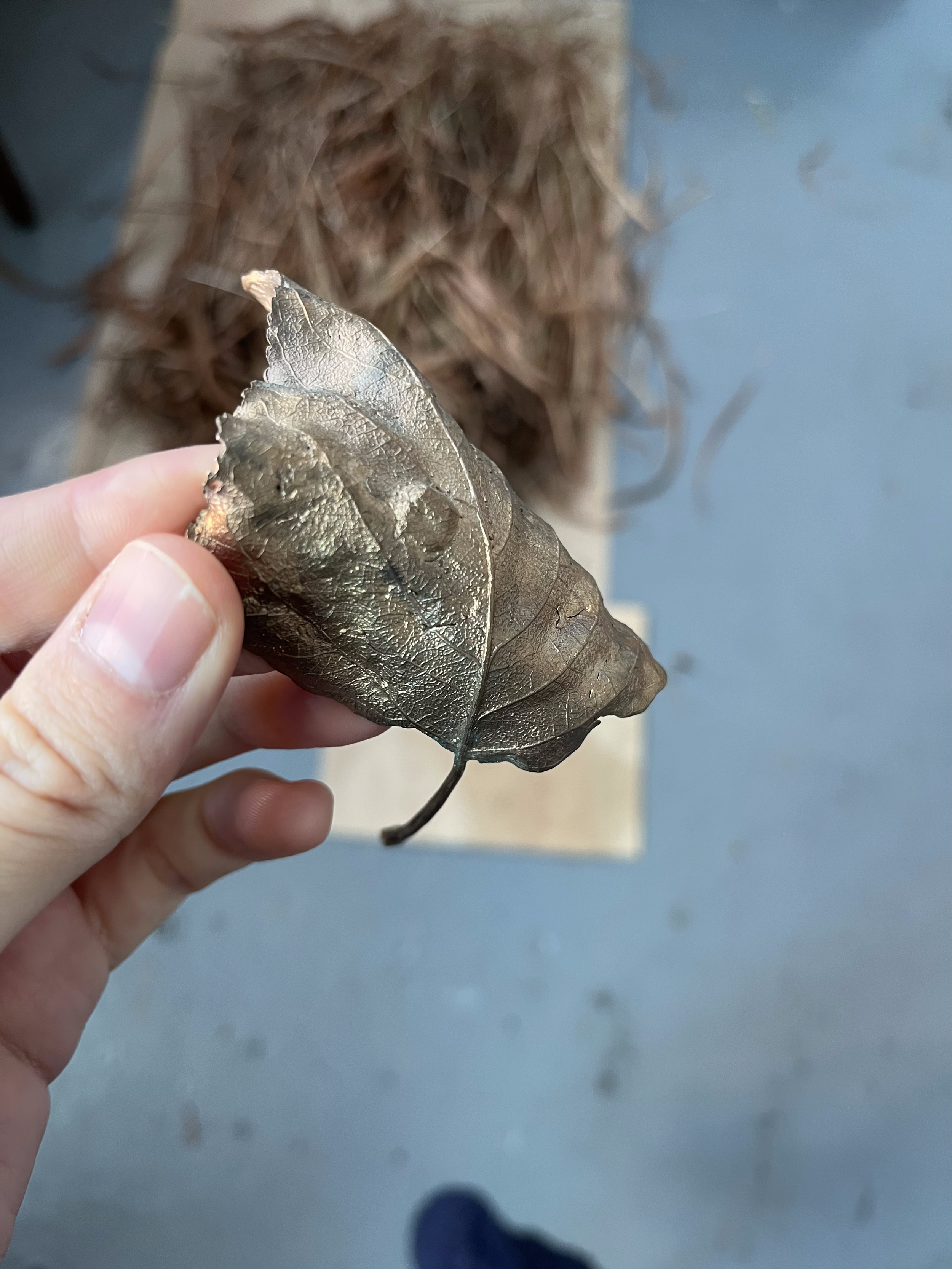 WLCCL16_unknown-leaf.png