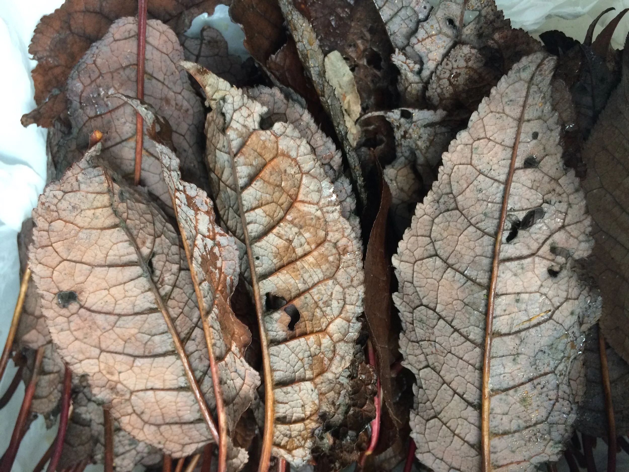 4B545E30-E3AD-4D93-A2B4-909EC291786D