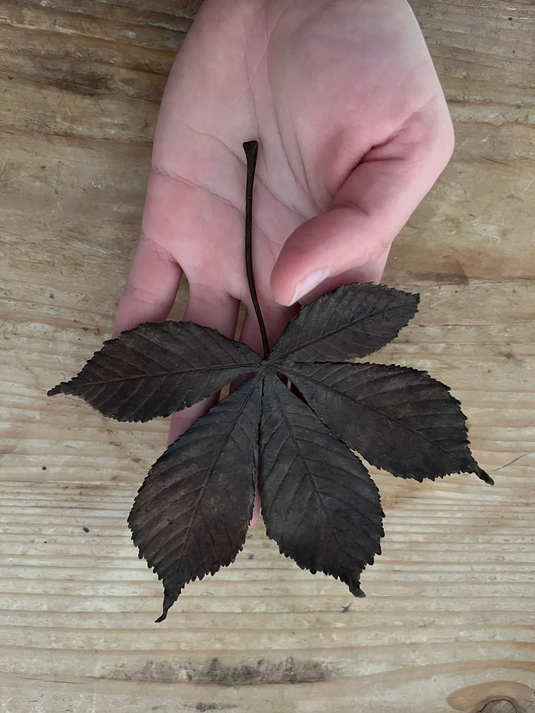 Horse Chestnut Leaf