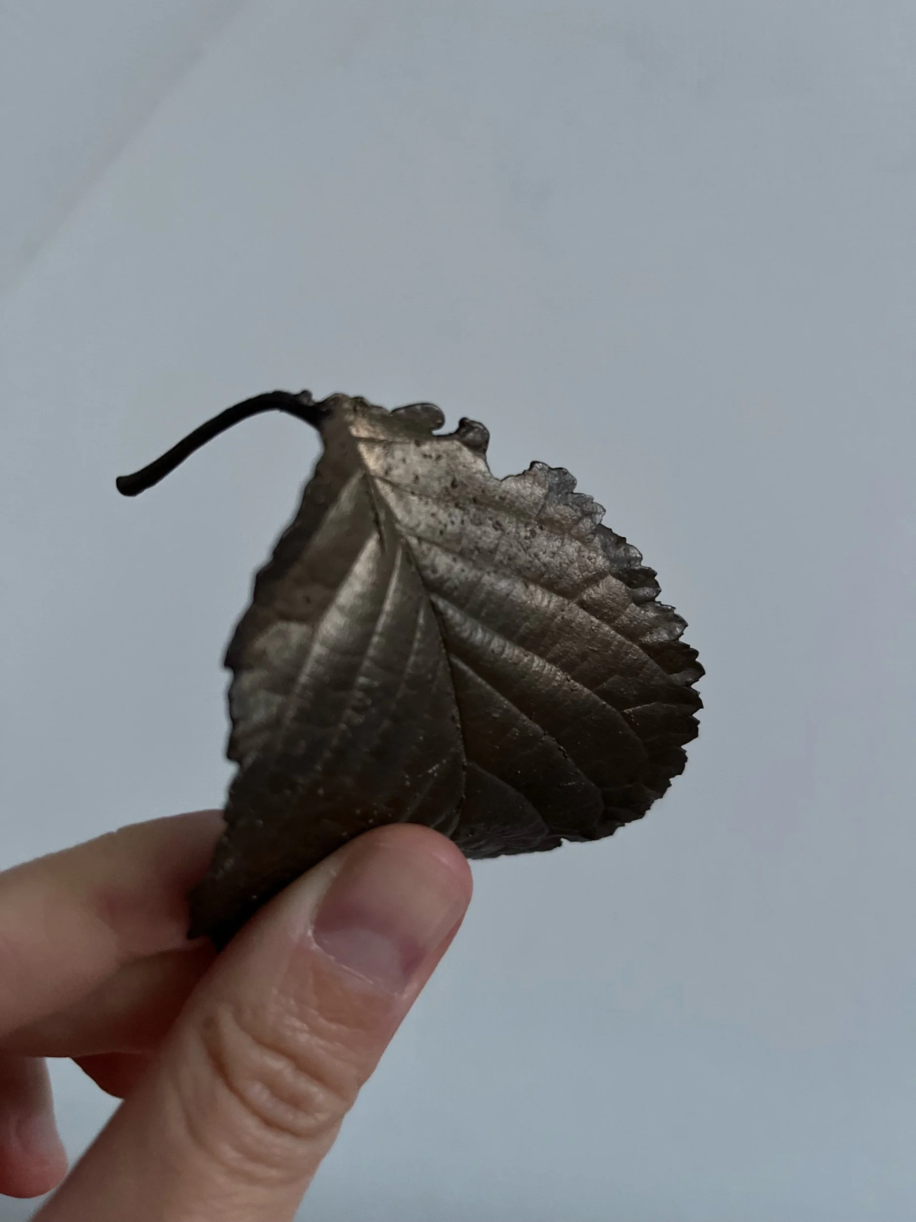 9A117808-45DD-4EA1-A683-3D914EDDEE52.jpeg
