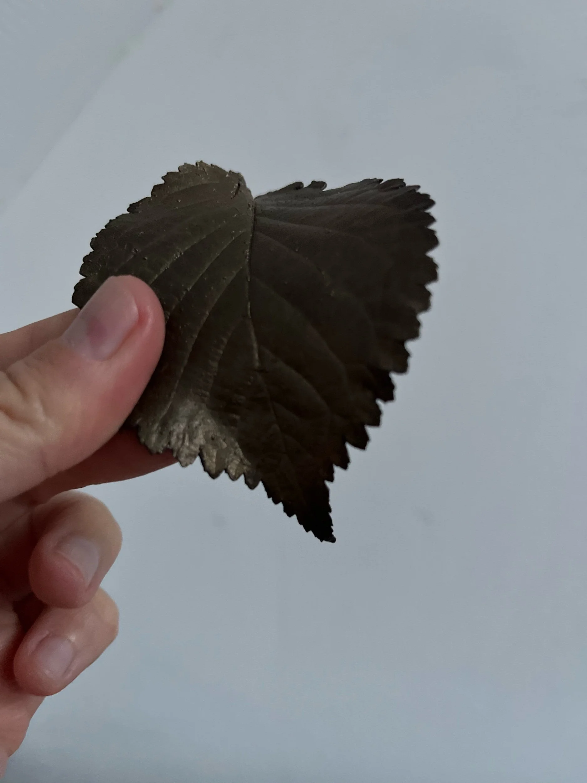 1447E5FA-E718-4F95-8FEA-9ECD913241E0.jpeg