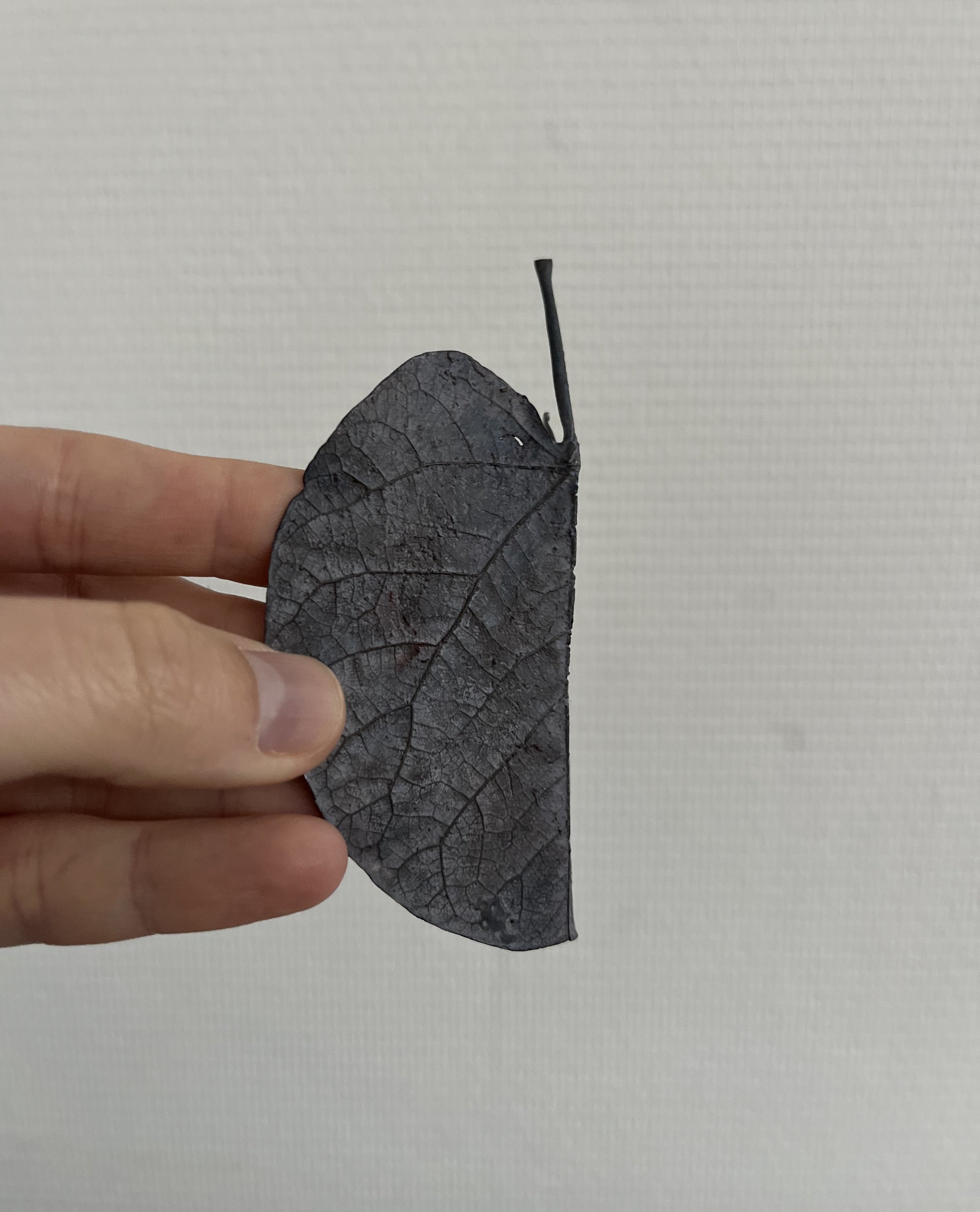 09_blue-leaf_judas_03.jpg