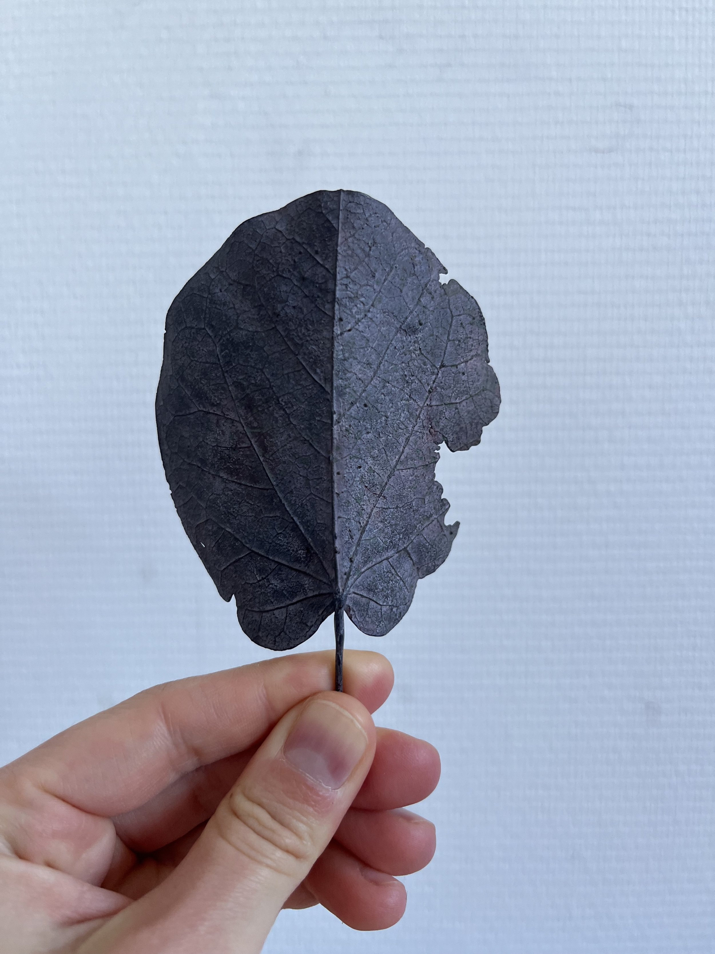 08_blue-leaf_judas_08.jpg