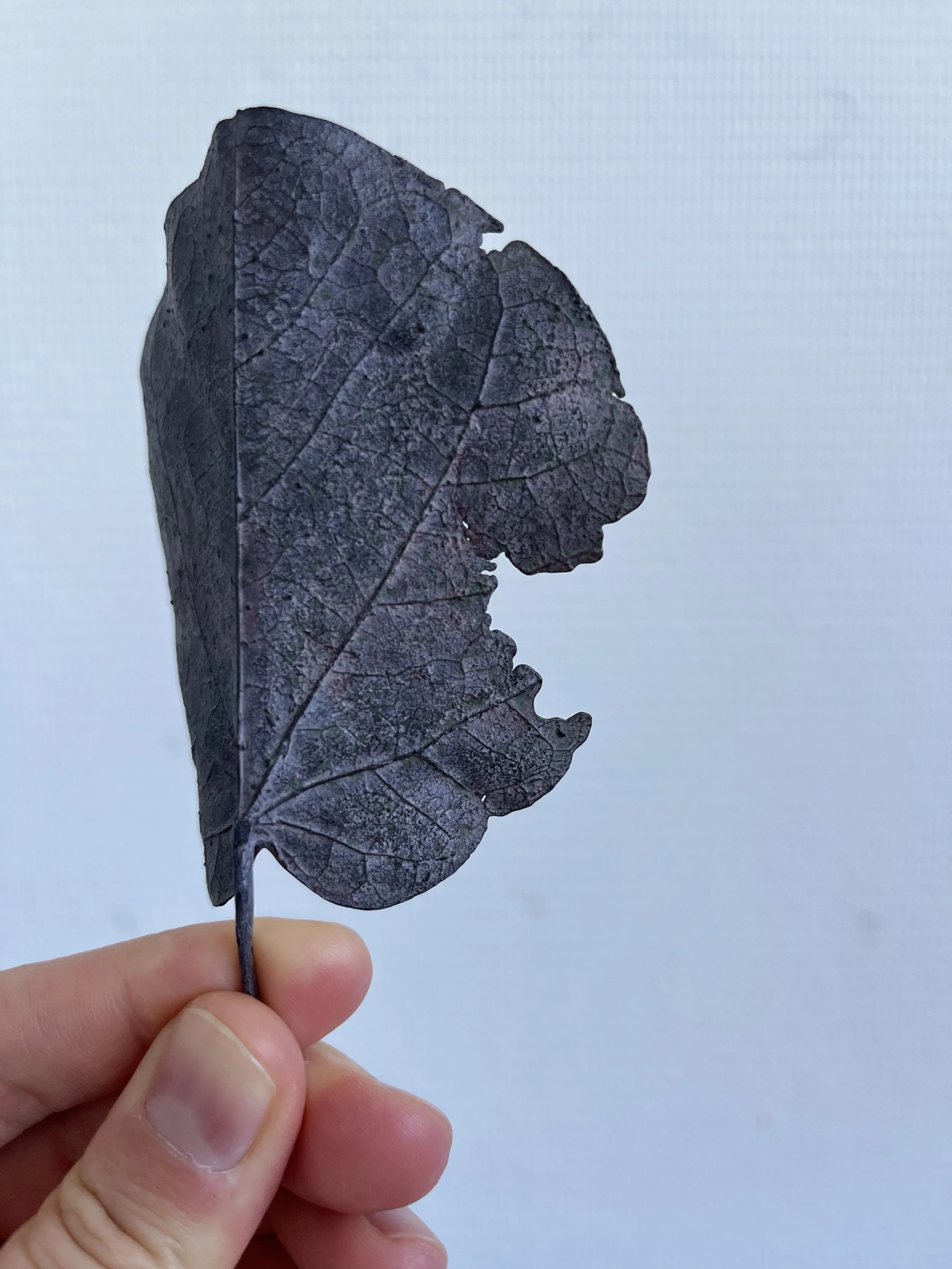 08_blue-leaf_judas_09.jpg