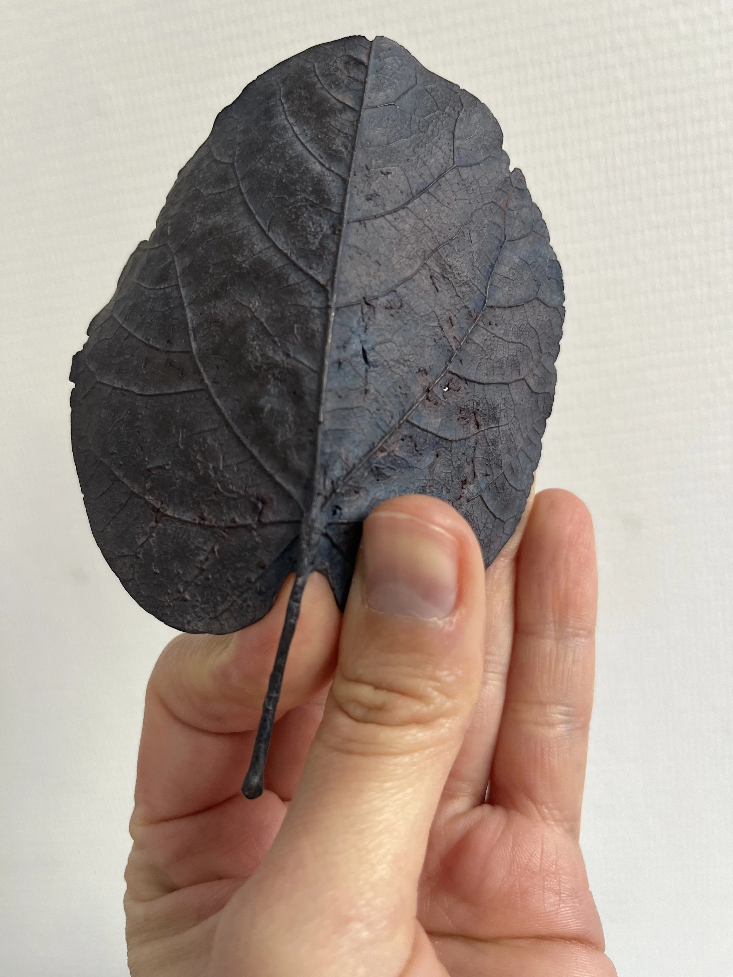 10_blue-leaf_judas_12.jpg