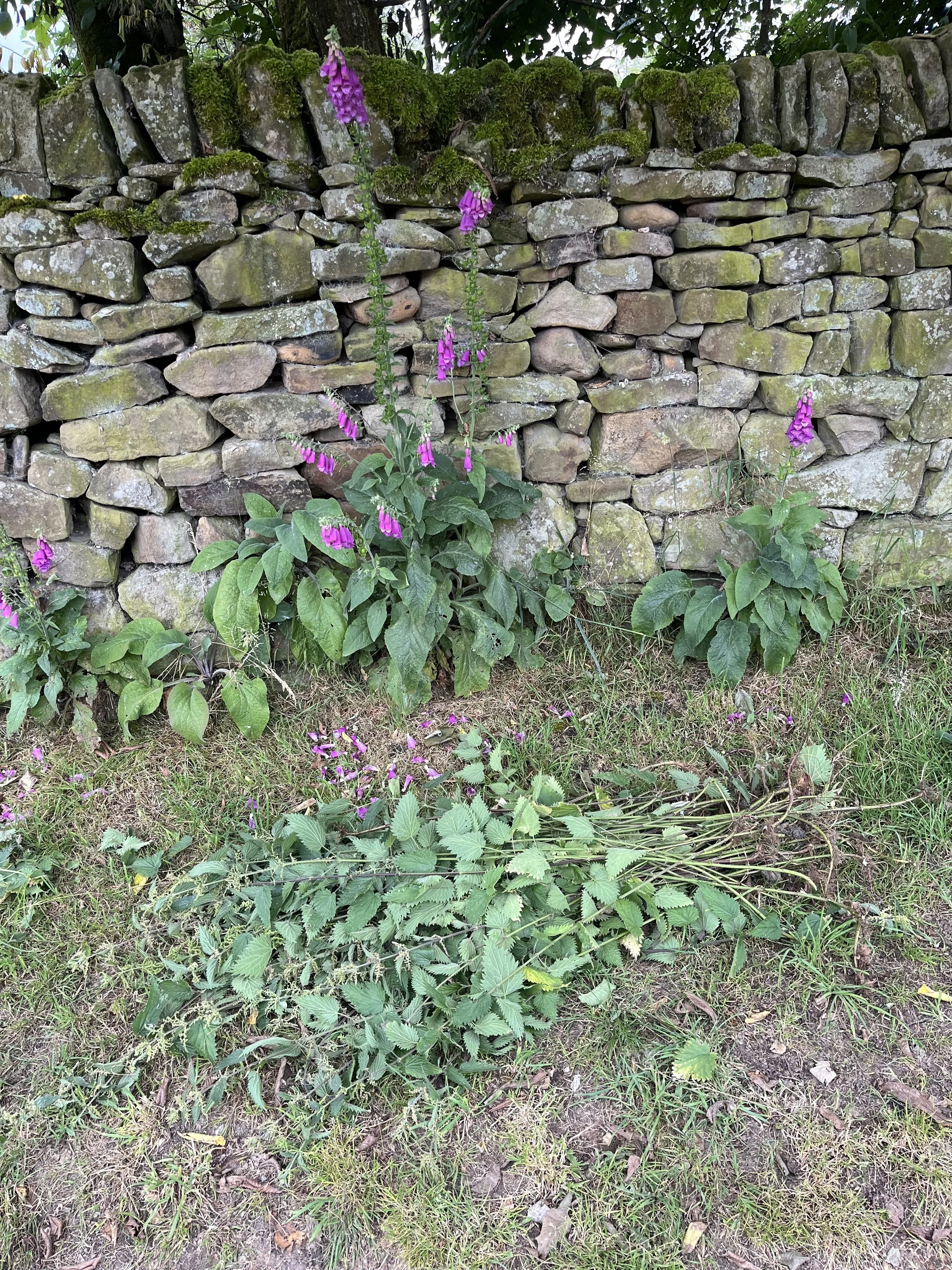 nettle_workshop_05.jpg (Copy)