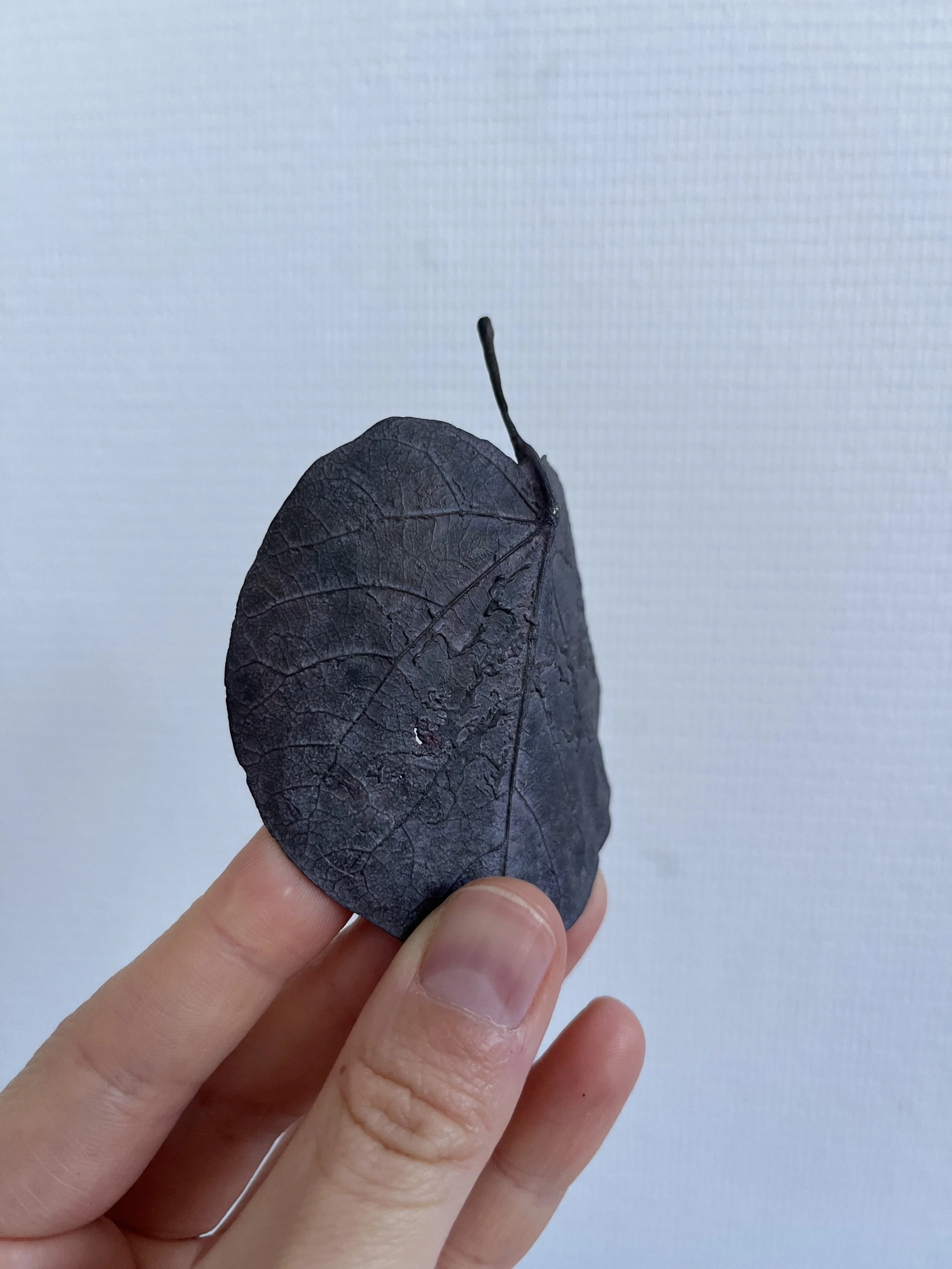 06_blue-leaf_judas_05.jpg