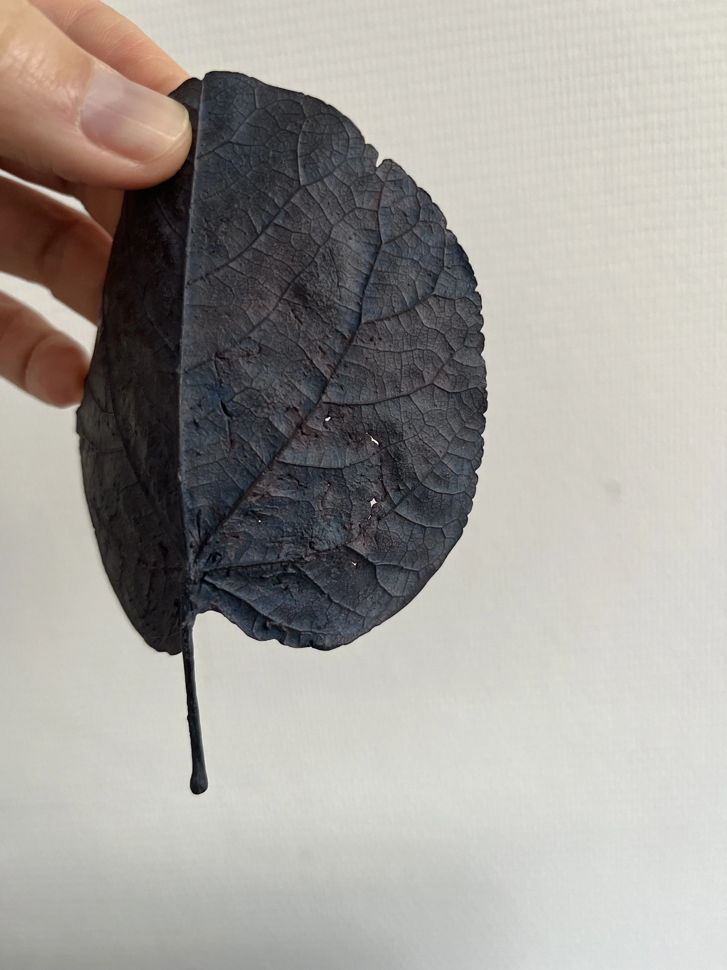 10_blue-leaf_judas_10_feature.jpg