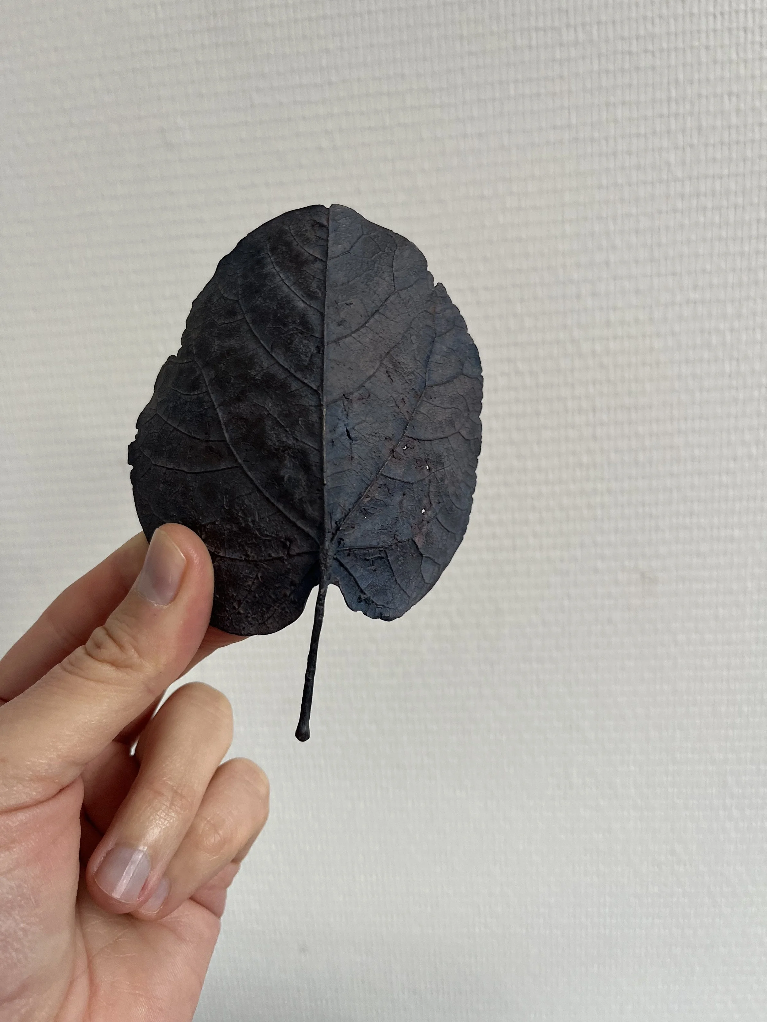 10_blue-leaf_judas_15.jpg