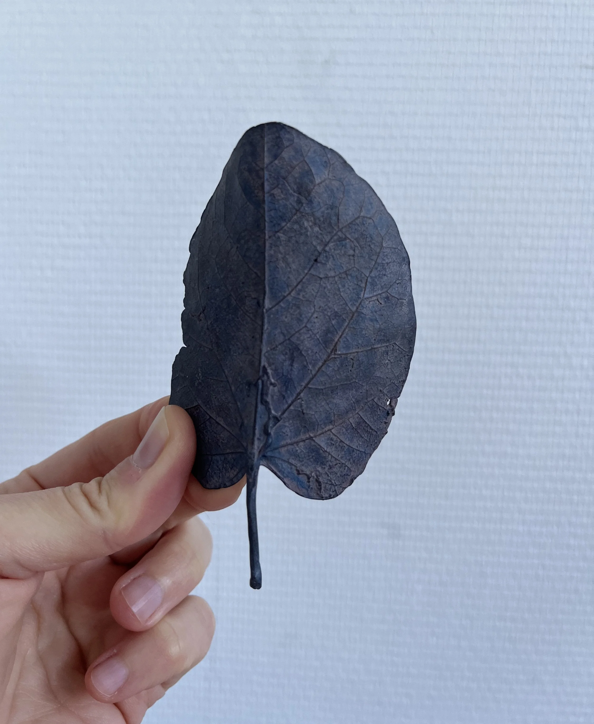 04_blue-leaf_judas_02.jpg