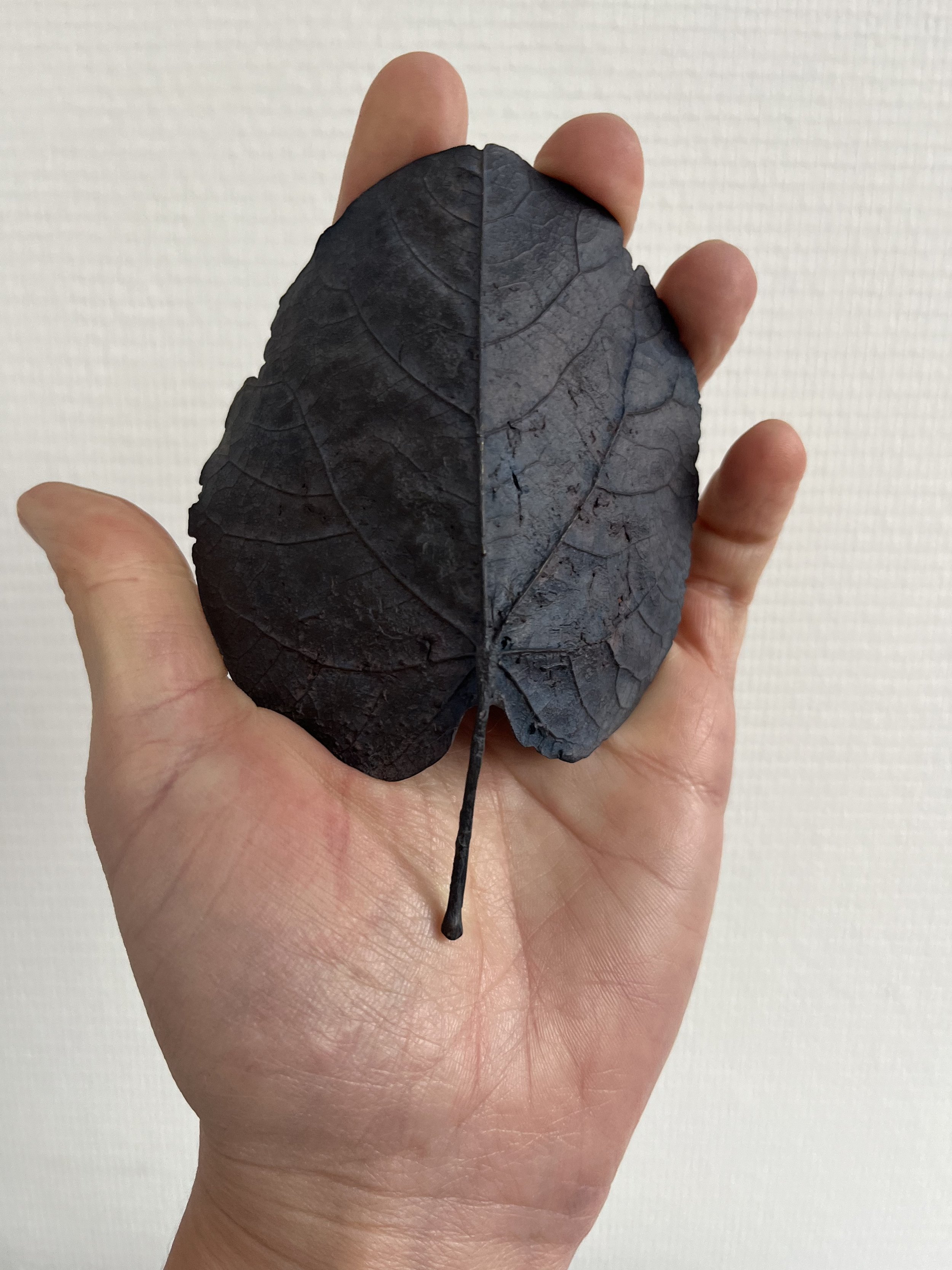 10_blue-leaf_judas_01.jpg