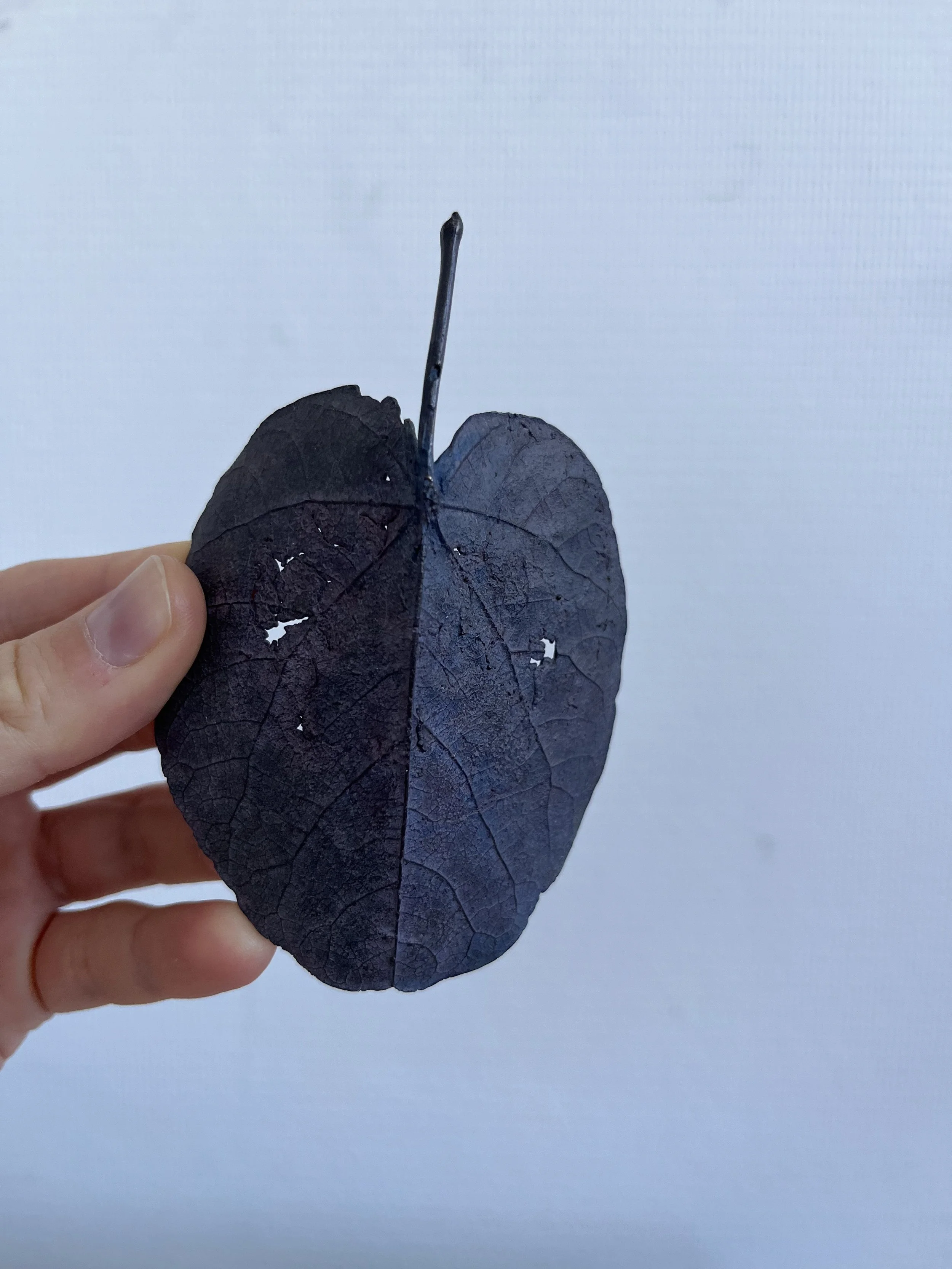 11_blue-leaf_judas_08.jpg
