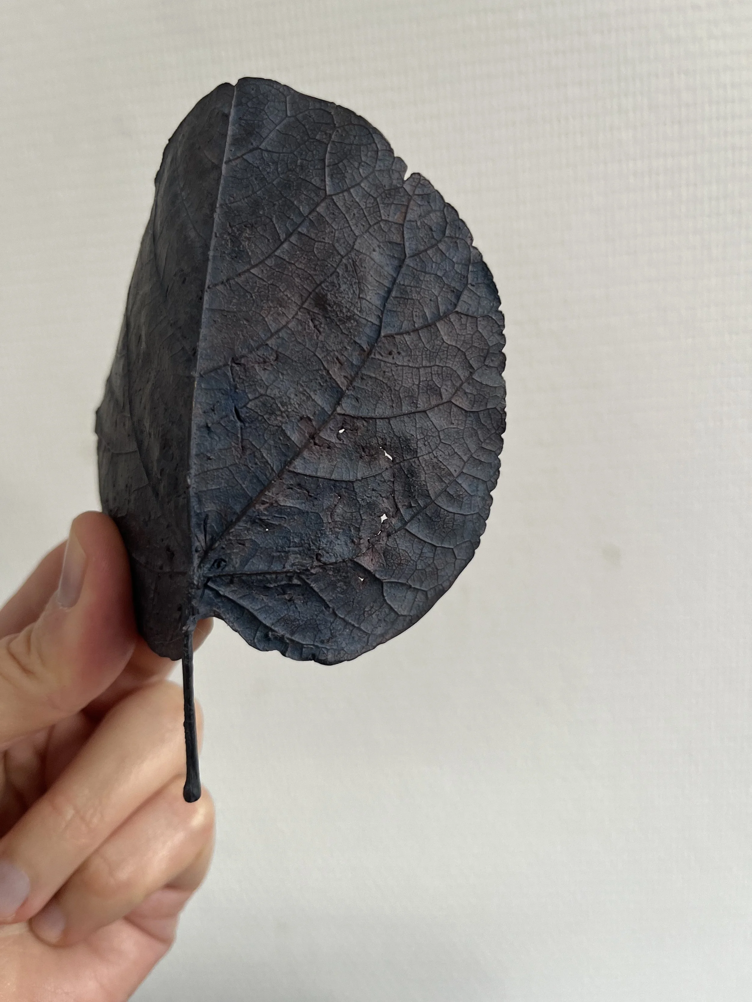 10_blue-leaf_judas_13.jpg