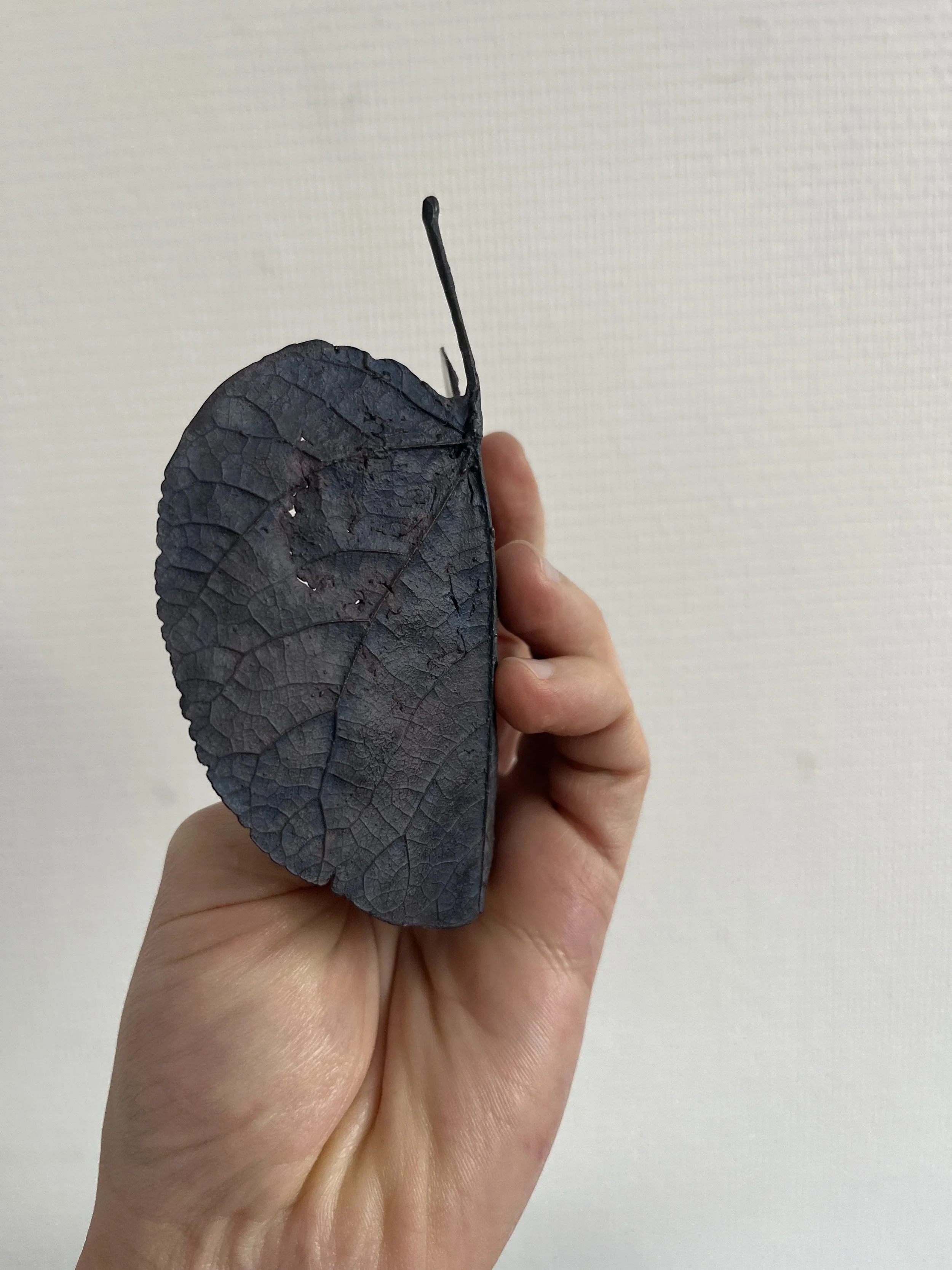 10_blue-leaf_judas_08.jpg