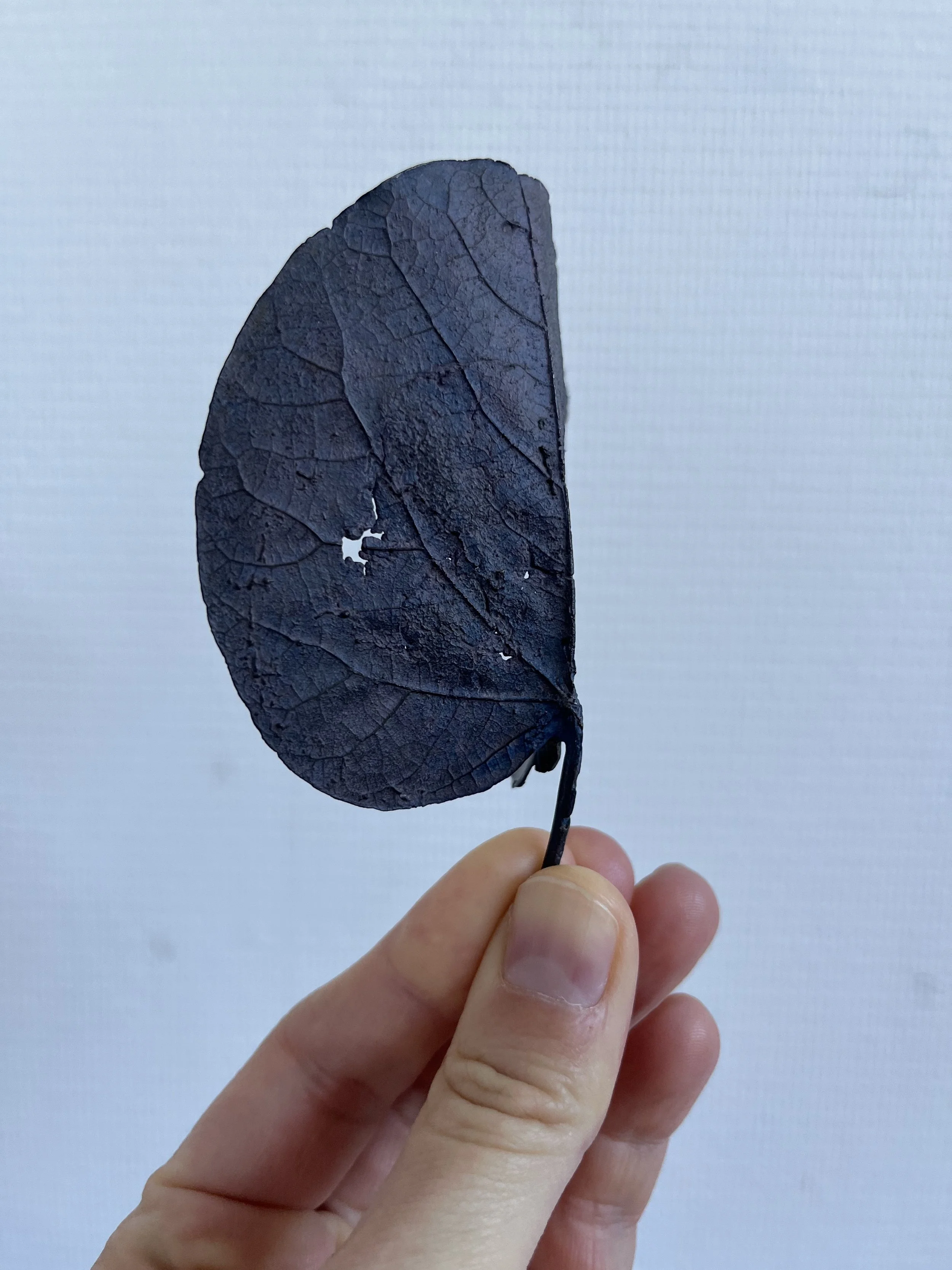 11_blue-leaf_judas_02.jpg