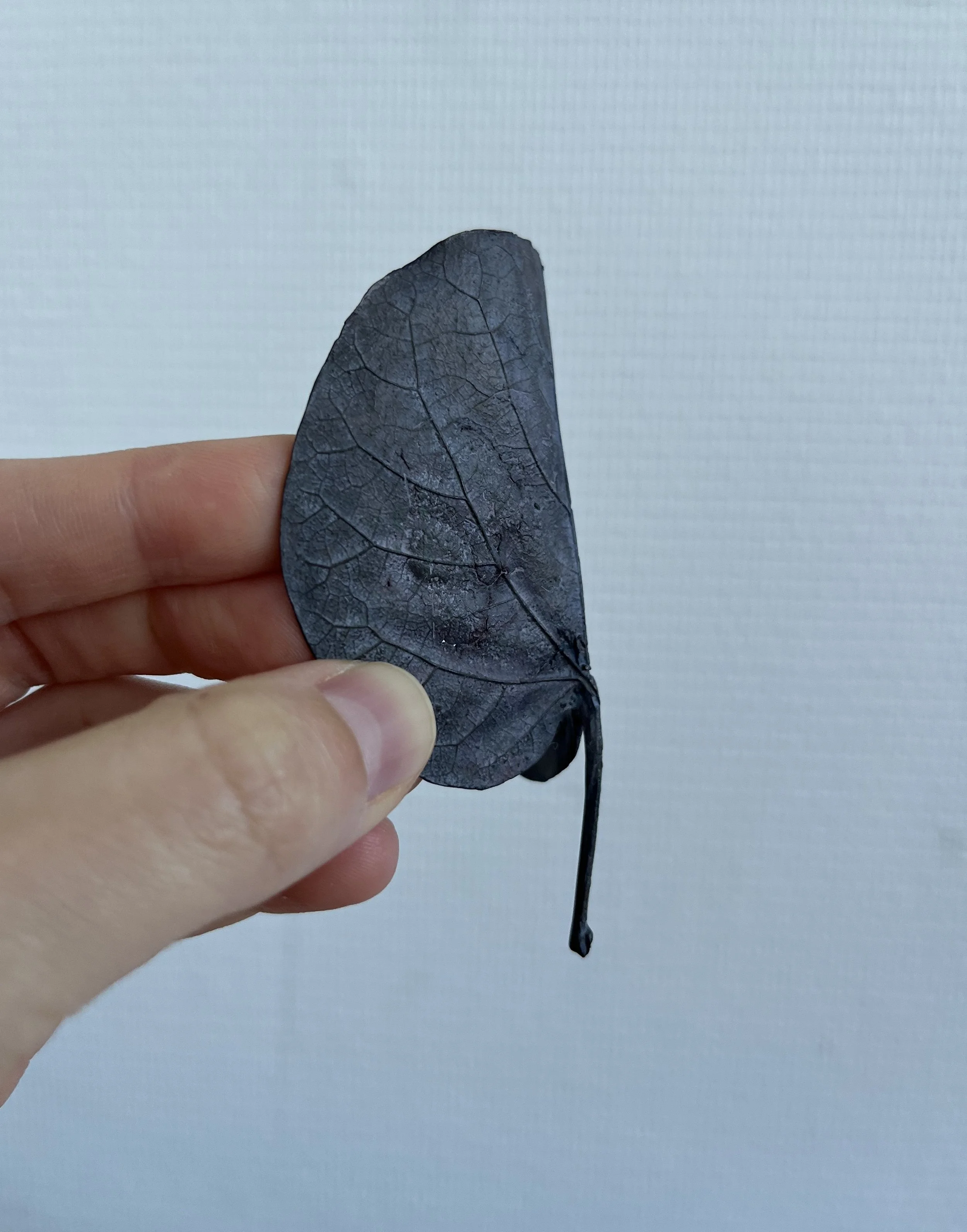 05_blue-leaf_judas_07.jpg