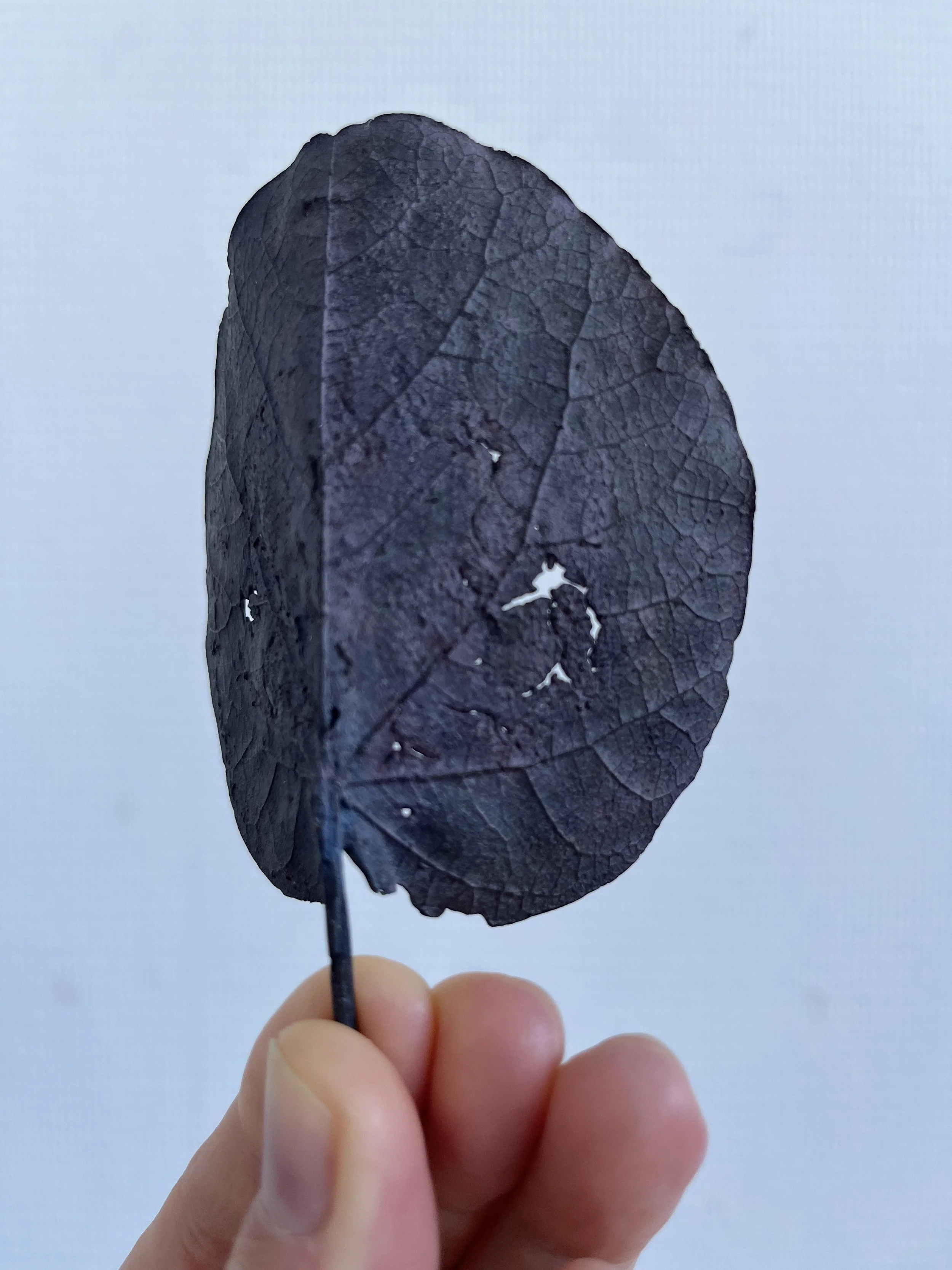 11_blue-leaf_judas_03.jpg