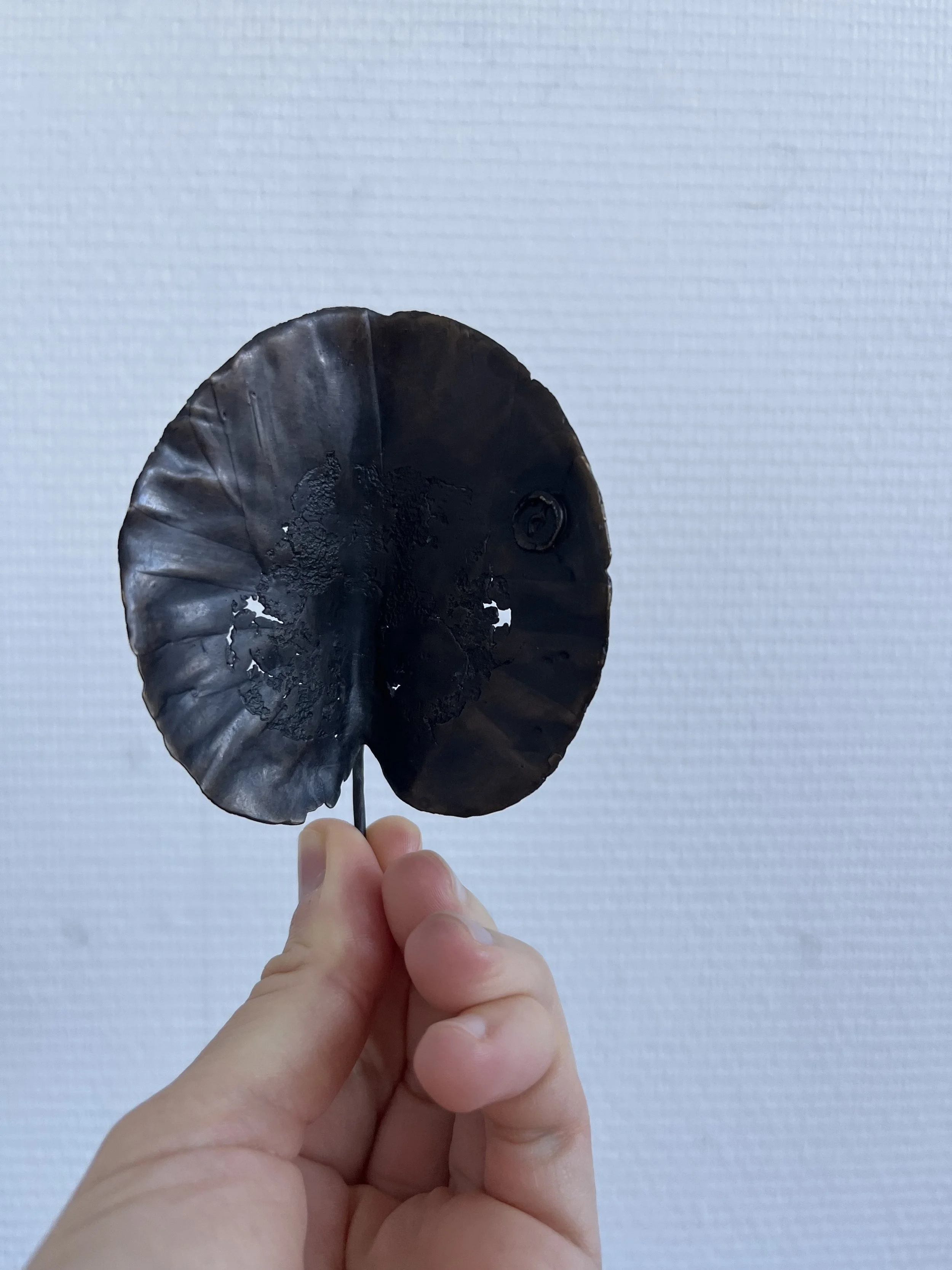 11_blue-leaf_judas_05.jpg