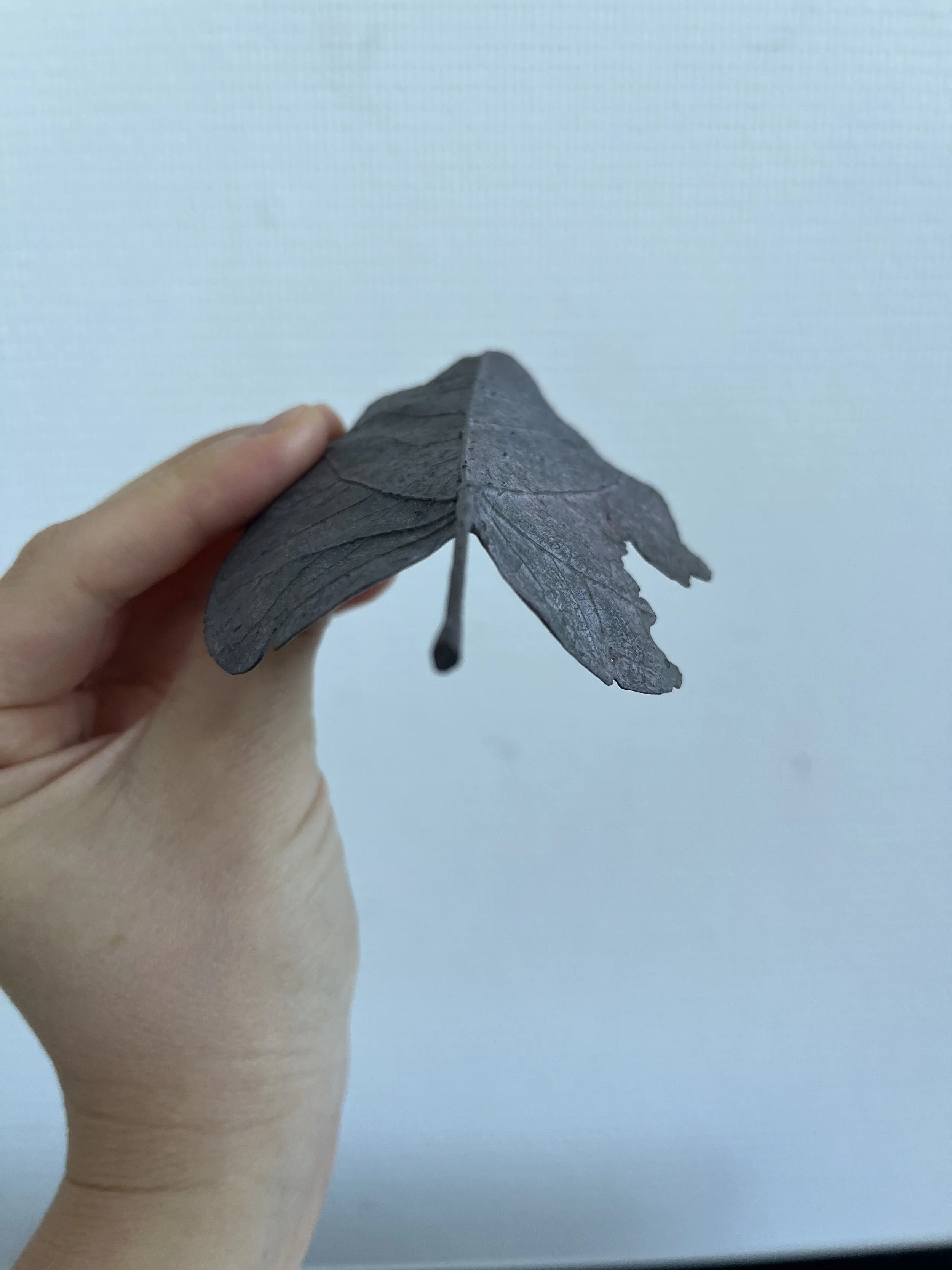 08_blue-leaf_judas_02.jpg