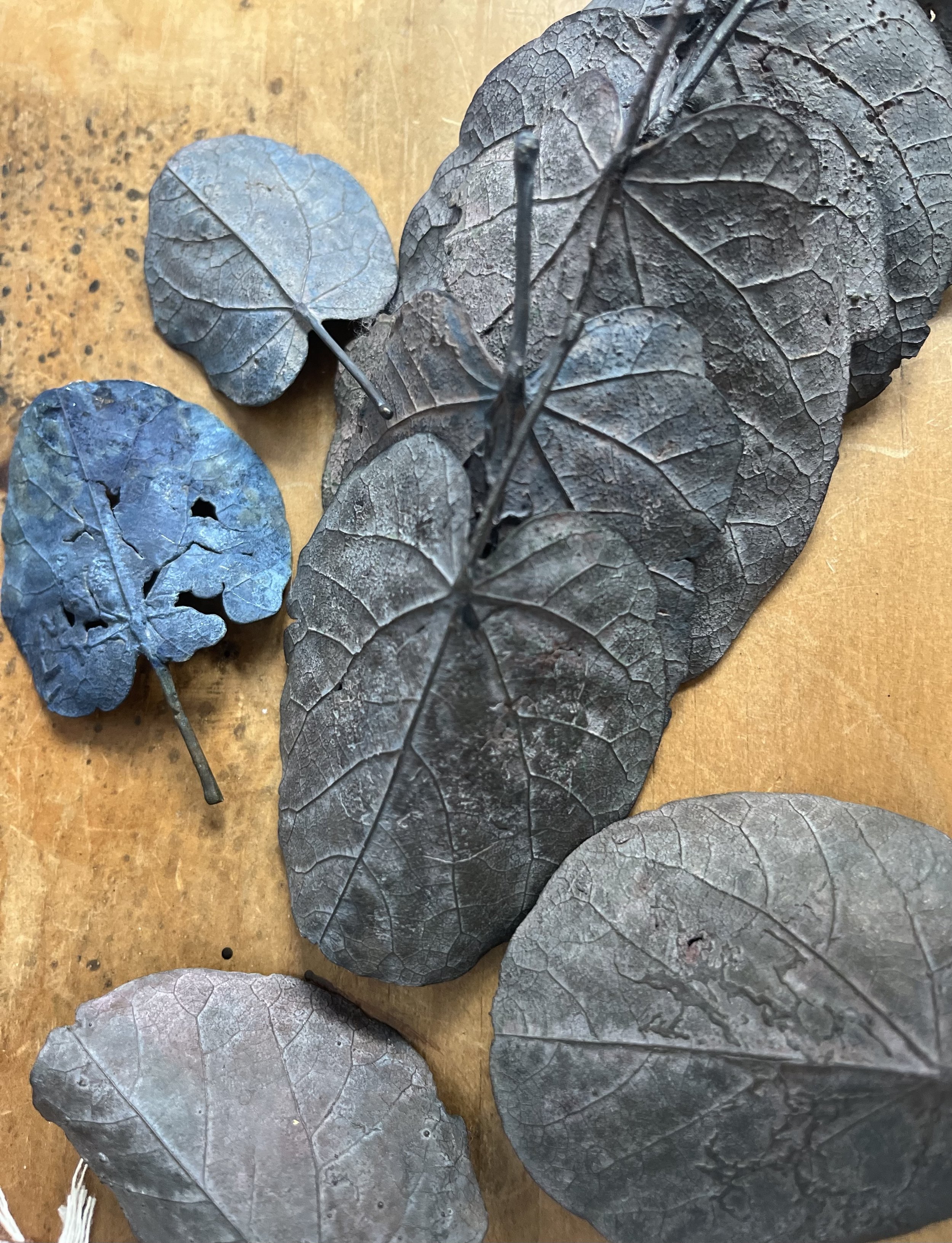 blue-leaf_judas_03.jpg