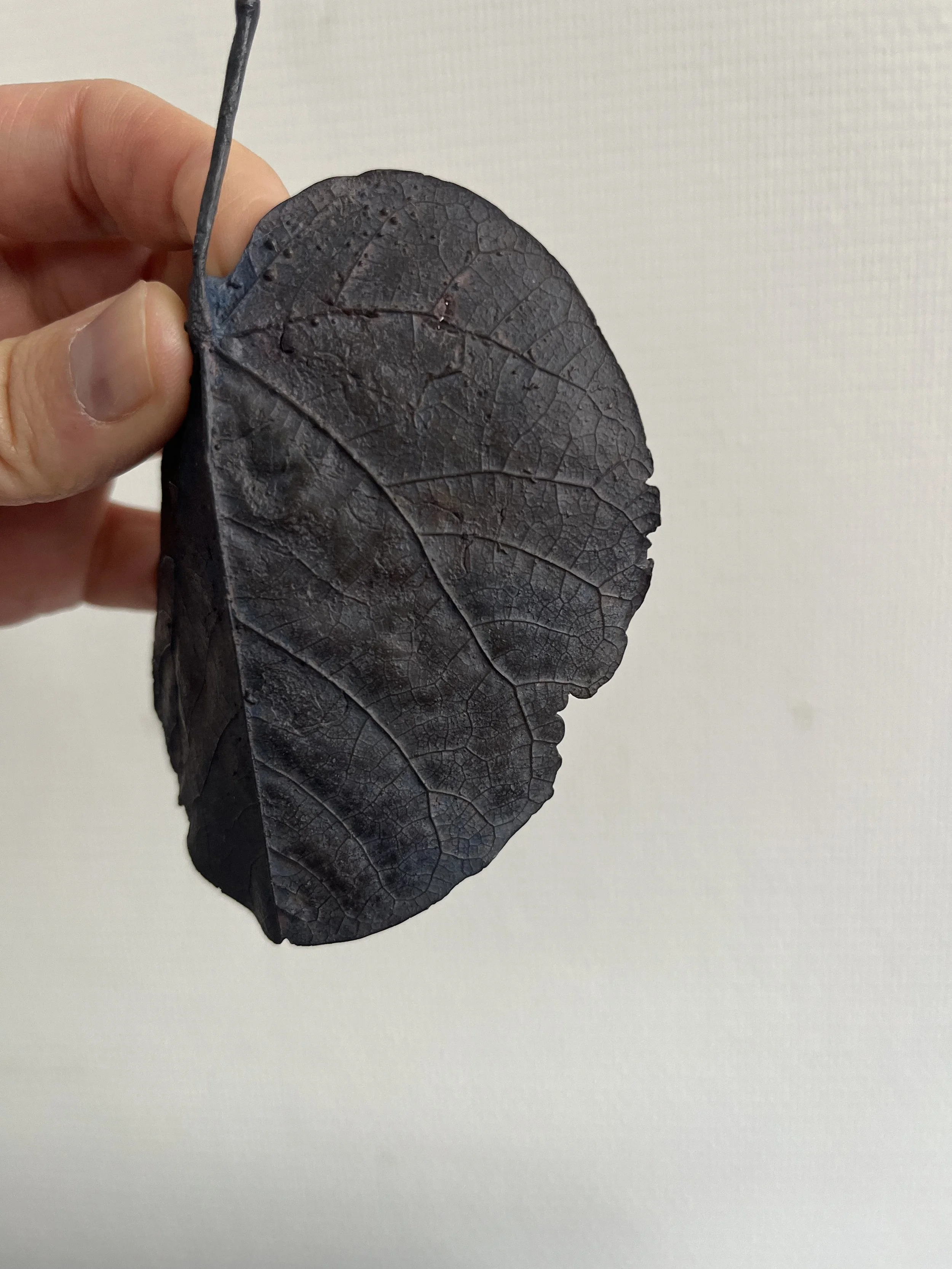 10_blue-leaf_judas_11.jpg