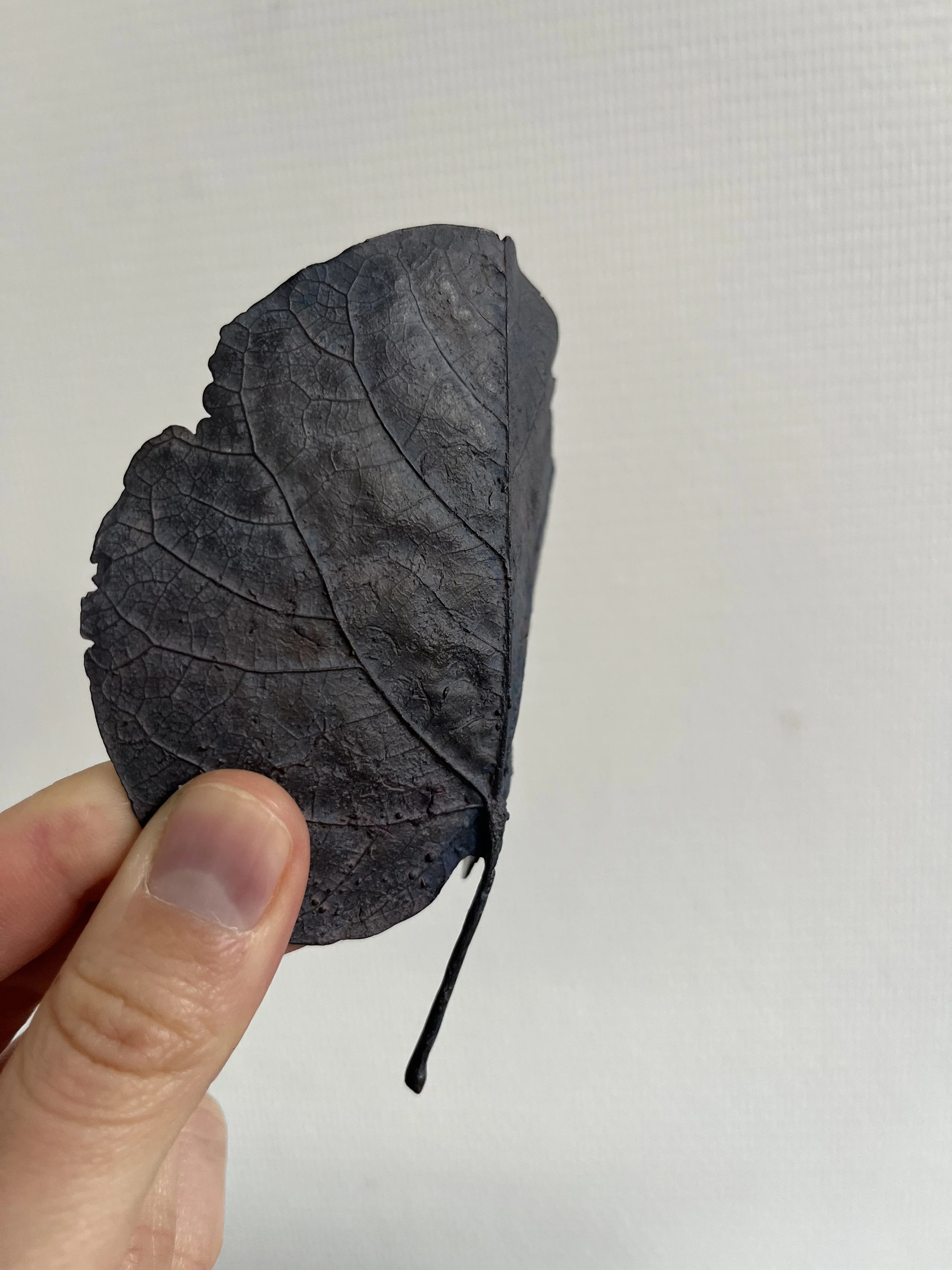 10_blue-leaf_judas_14.jpg