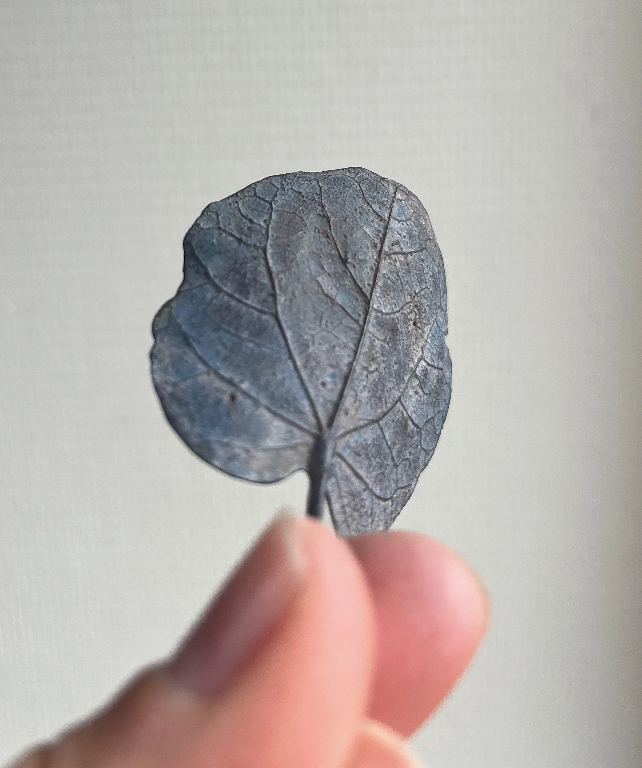 02_blue-leaf_judas_03.jpg