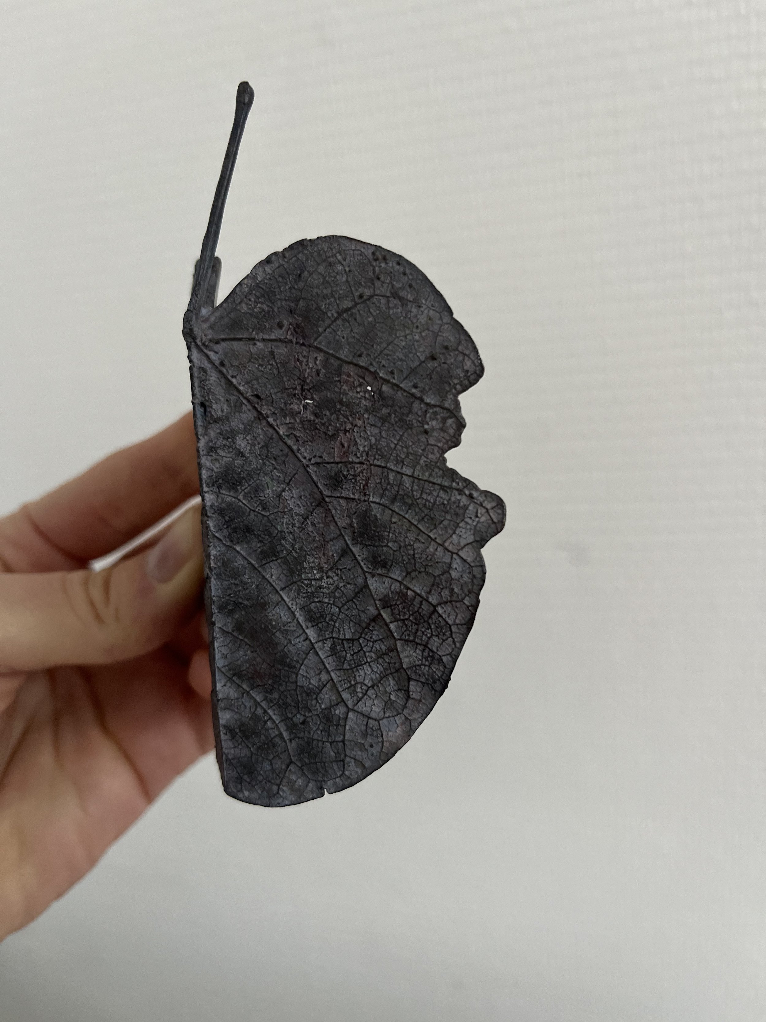09_blue-leaf_judas_01.jpg