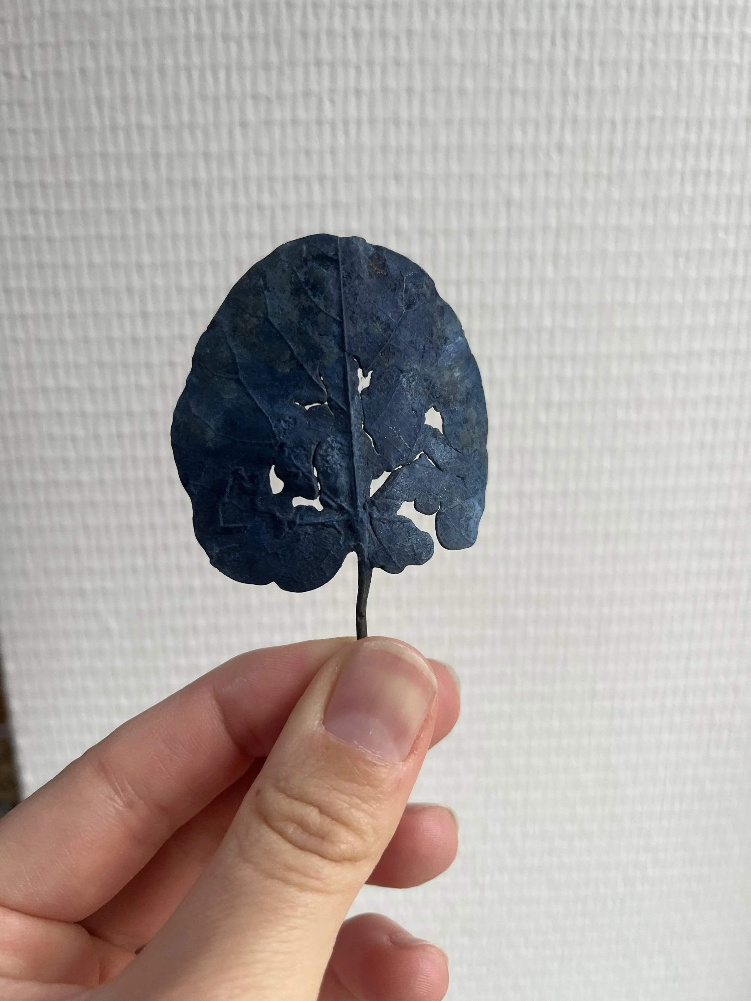01_blue-leaf_judas_03.jpg