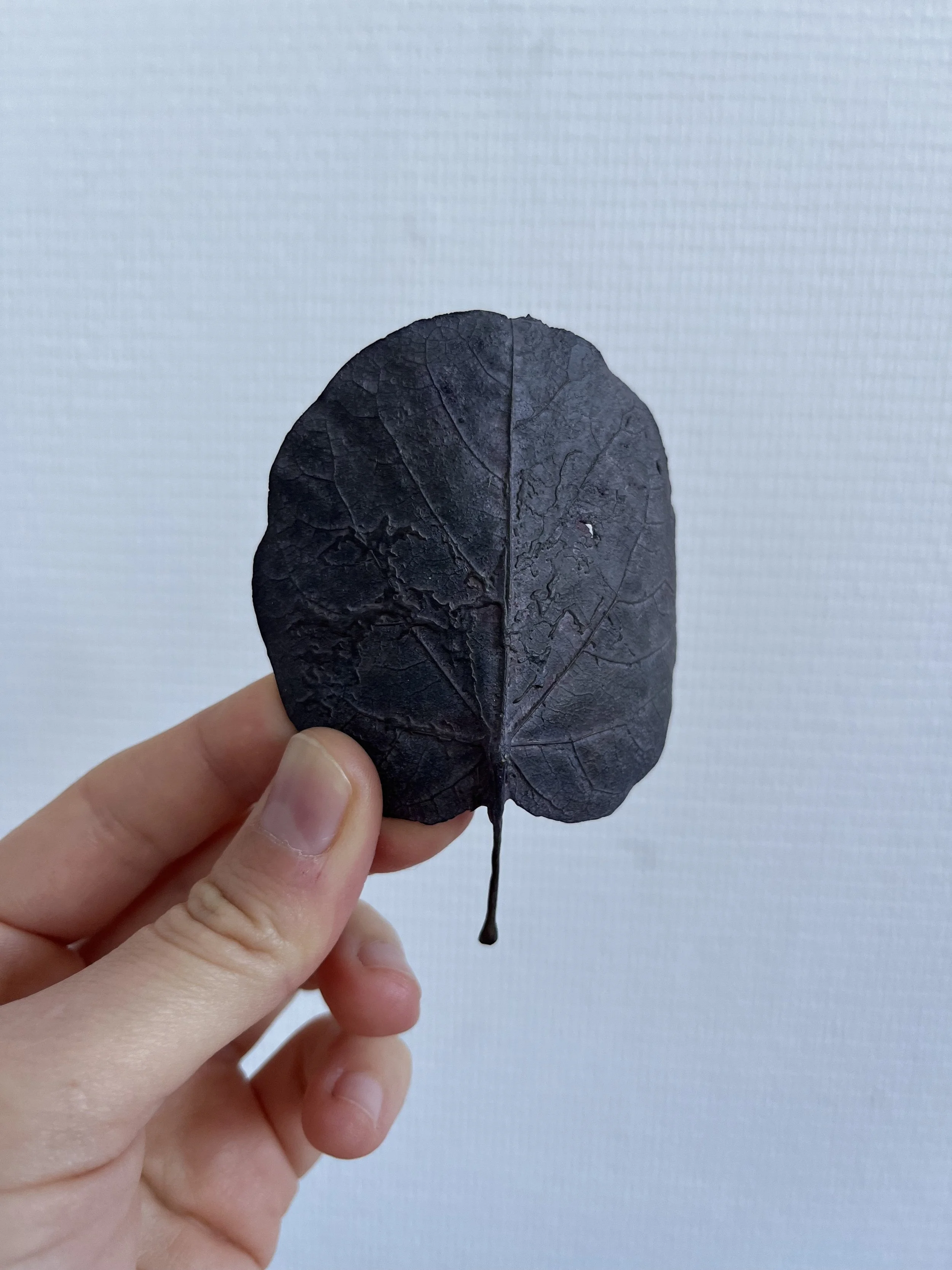06_blue-leaf_judas_01.jpg