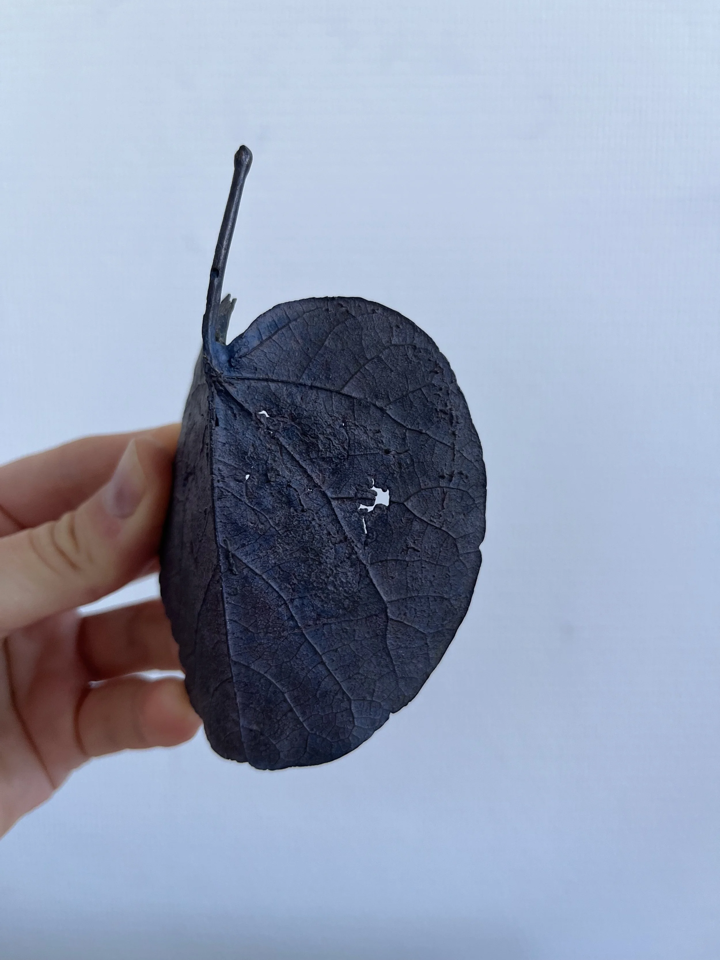 11_blue-leaf_judas_07.jpg