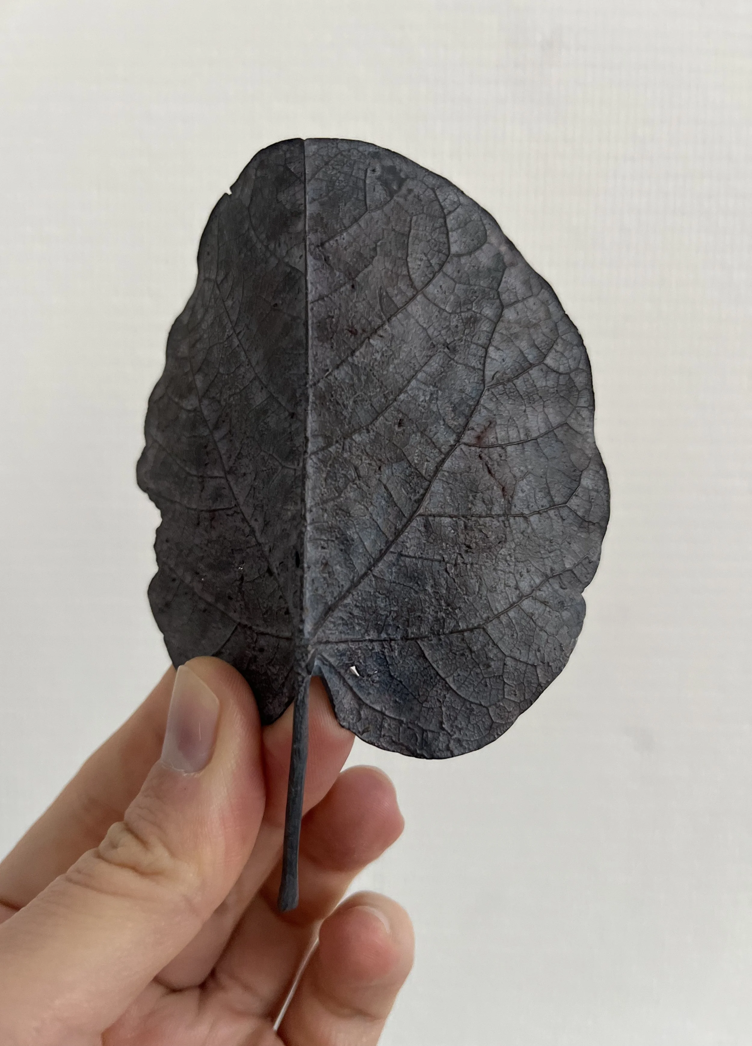 09_blue-leaf_judas_09.jpg
