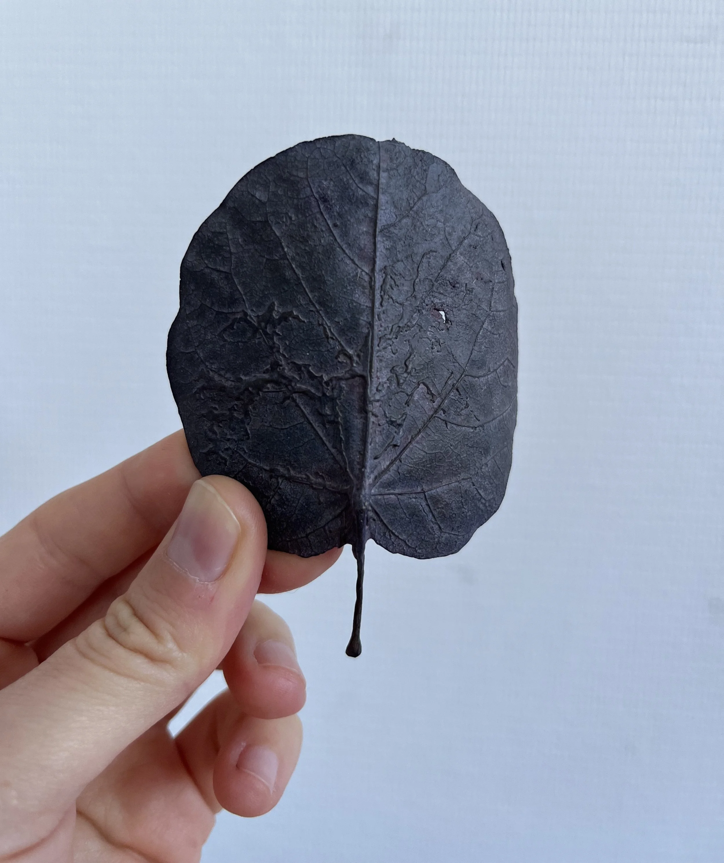 06_blue-leaf_judas_02.jpg