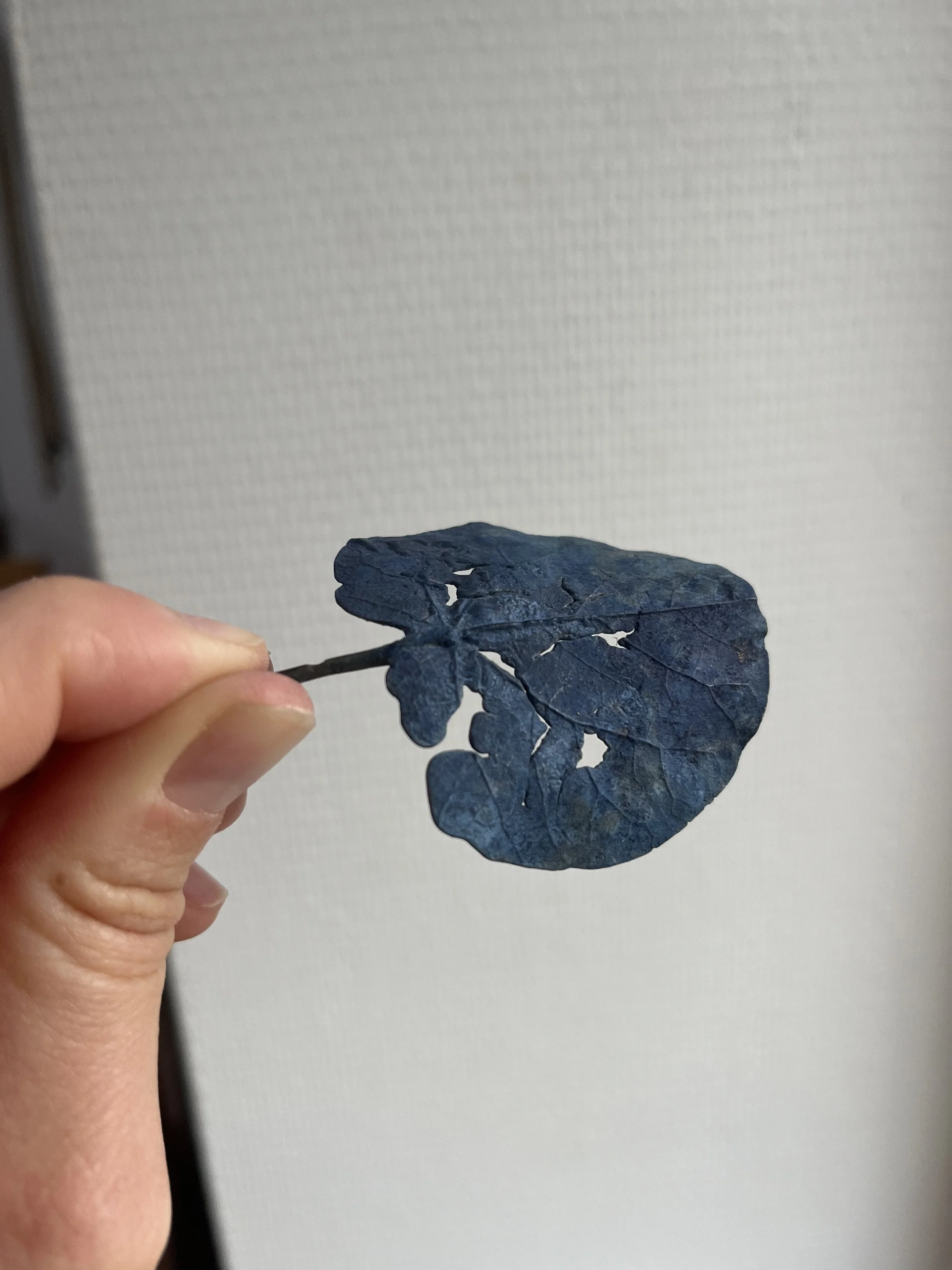 01_blue-leaf_judas_01.jpg