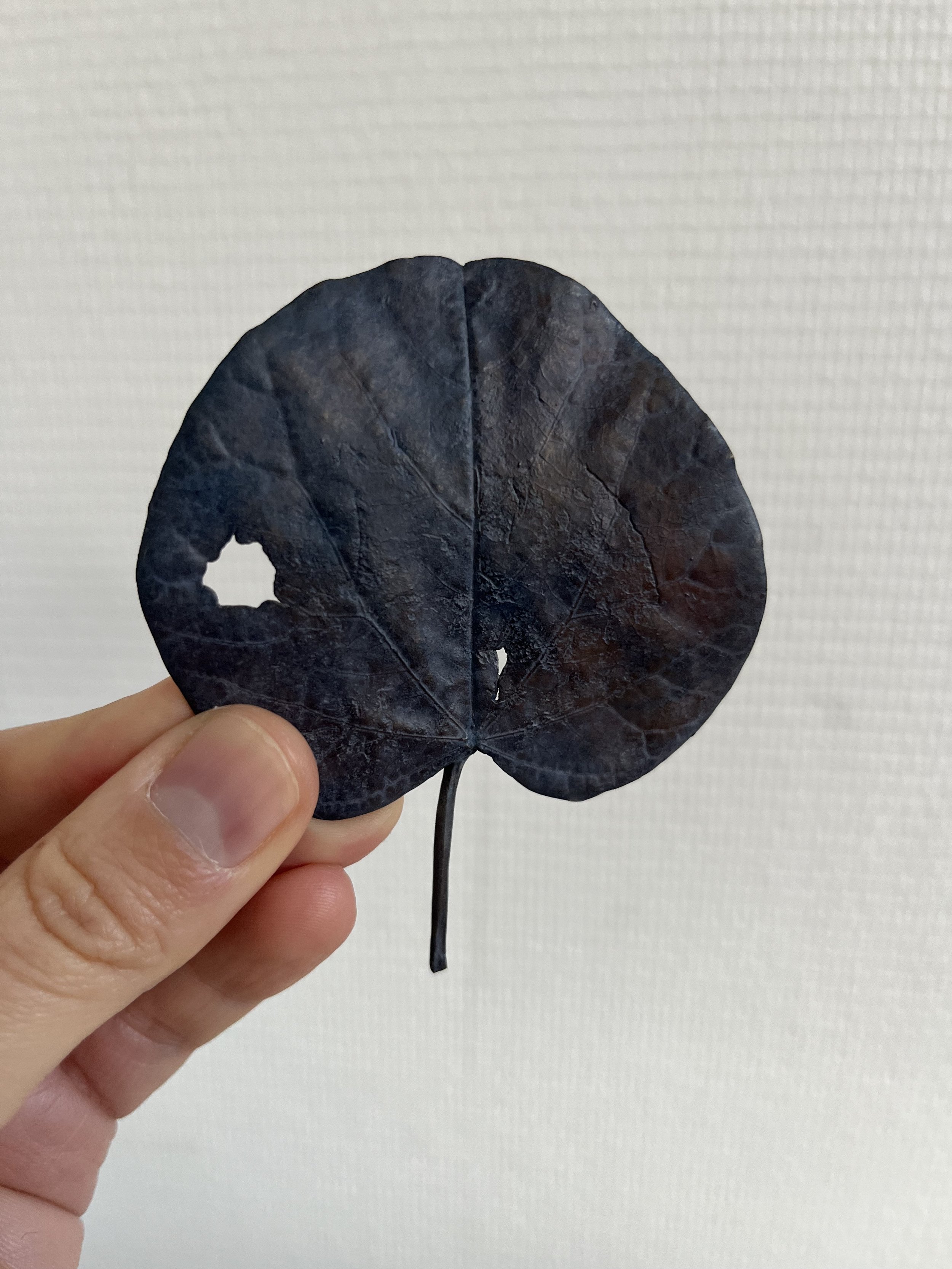 07_blue-leaf_judas_01.jpg