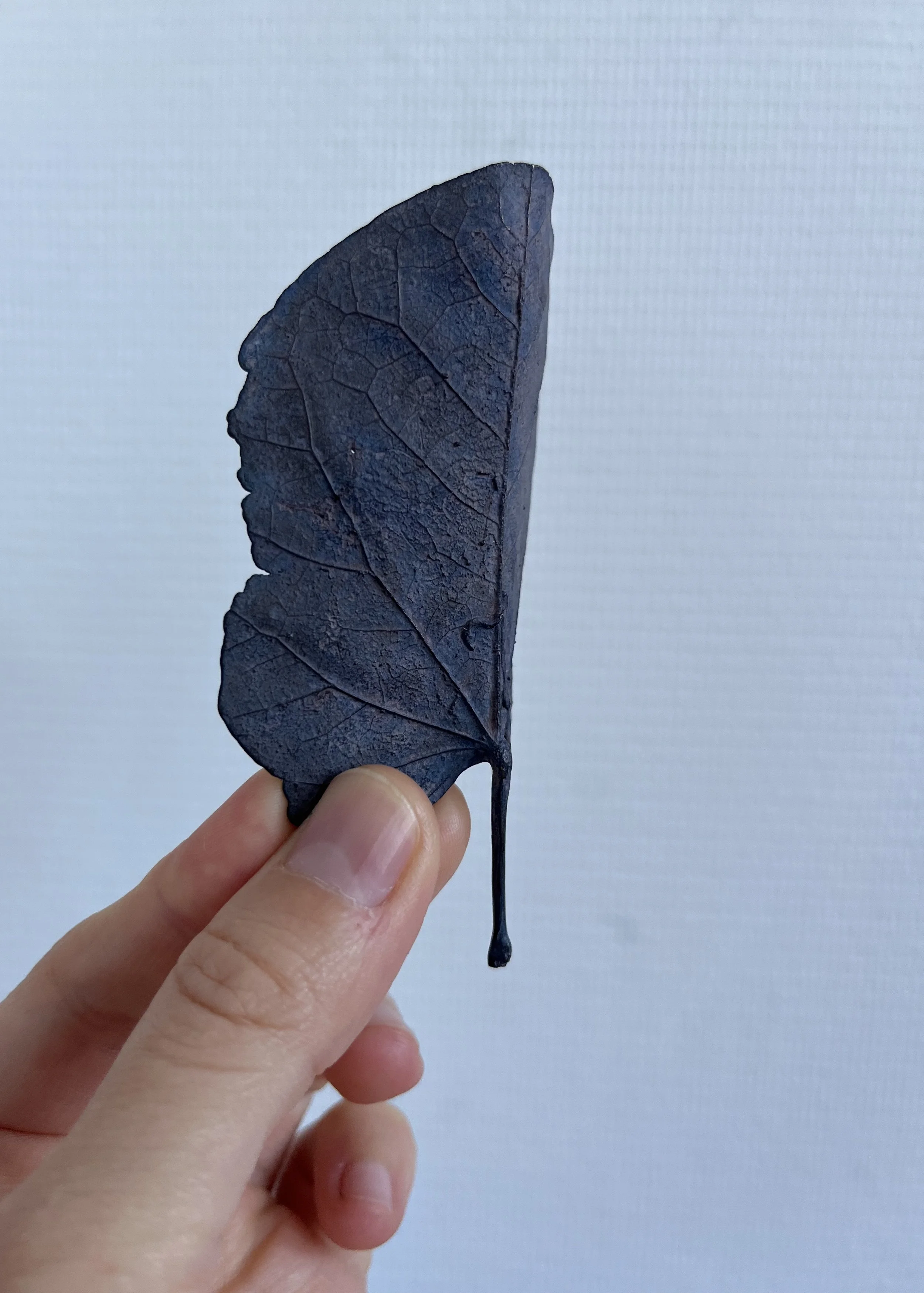 04_blue-leaf_judas_03.jpg
