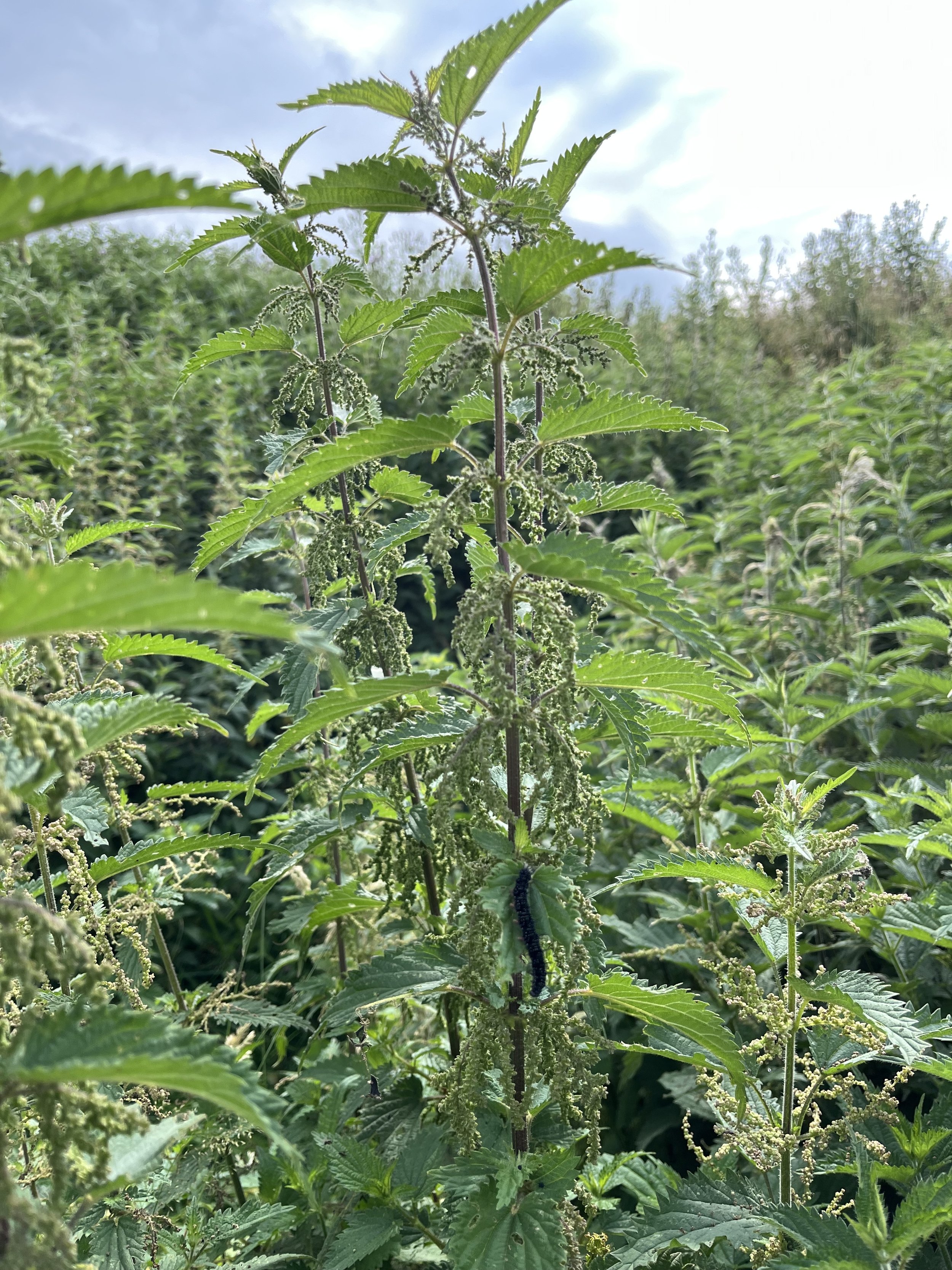 25-26 July | Nettle Fibre Weekend - Edale (solidarity rate)