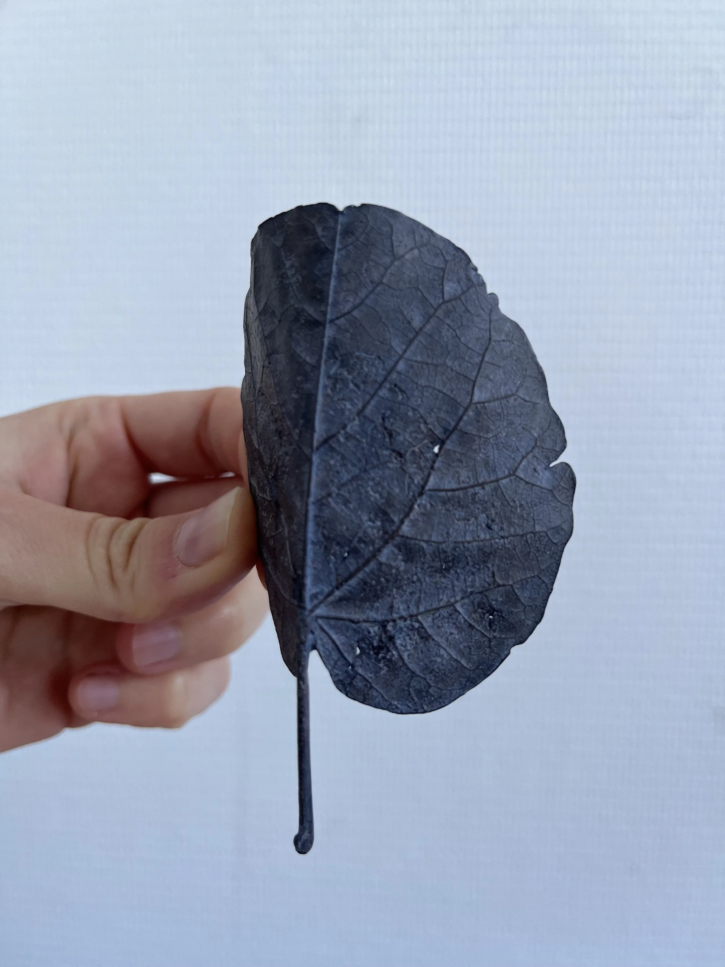 05_blue-leaf_judas_08.jpg