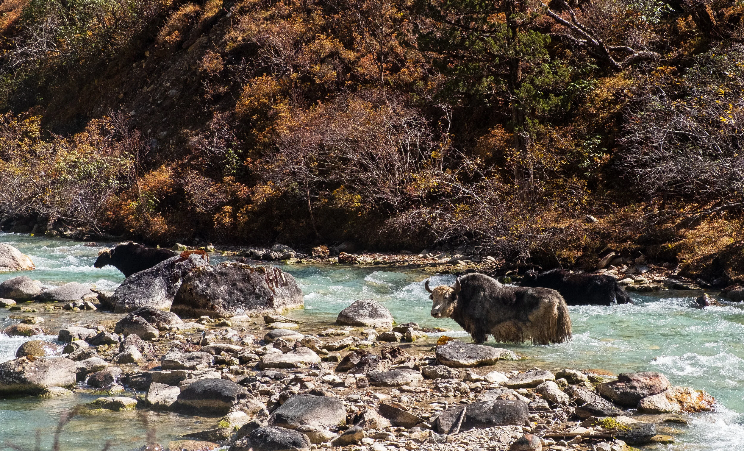 Bhutan2019-77.jpg