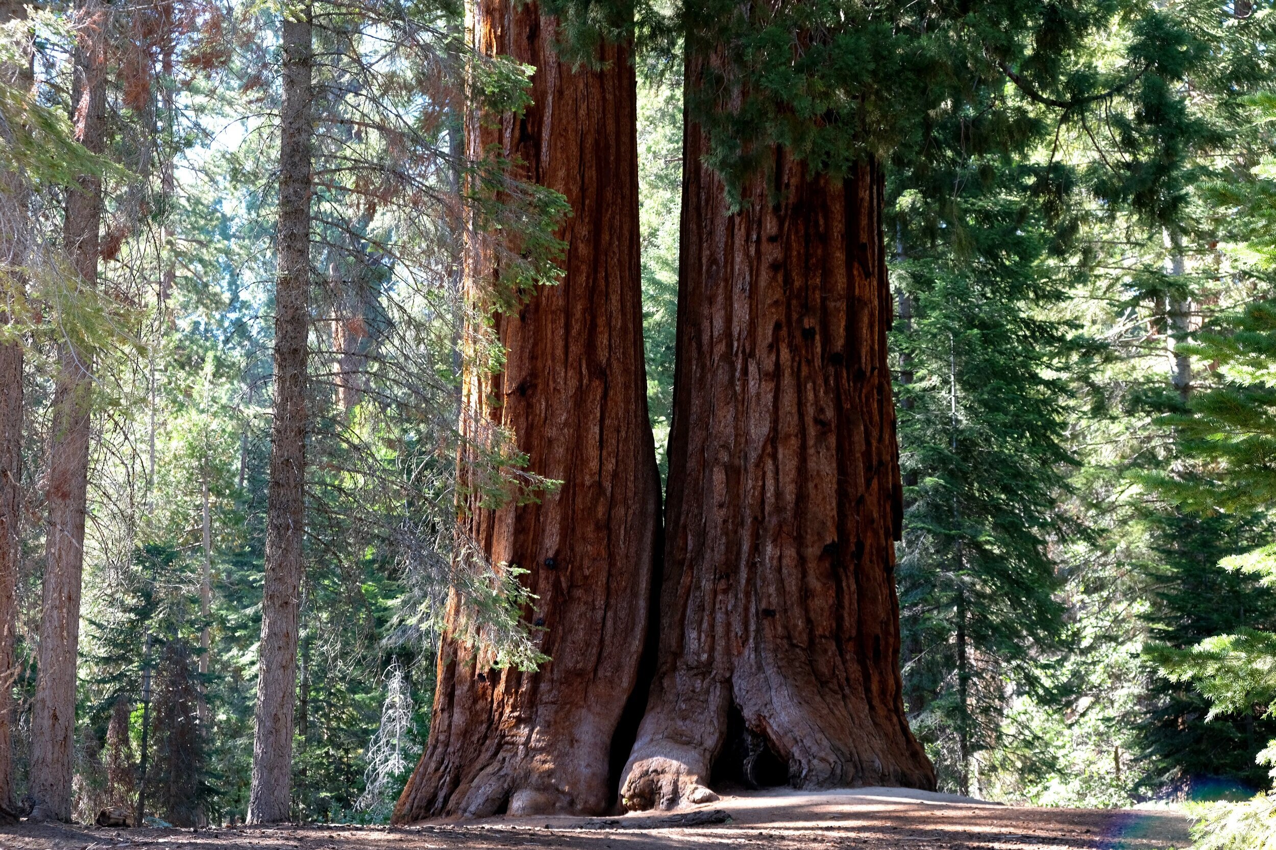 Sequoia1.jpg
