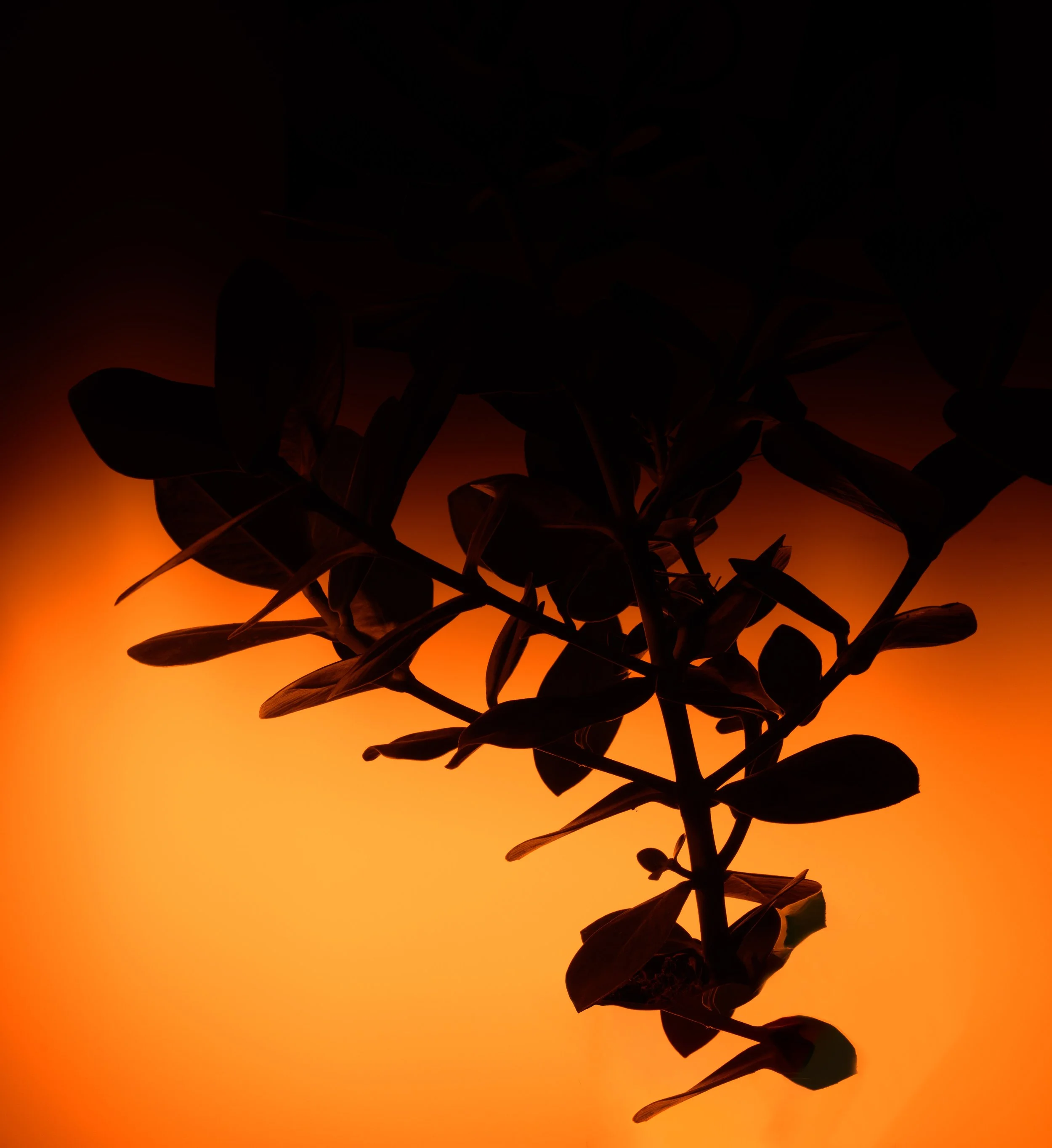 DSC_2566-Editar.jpg