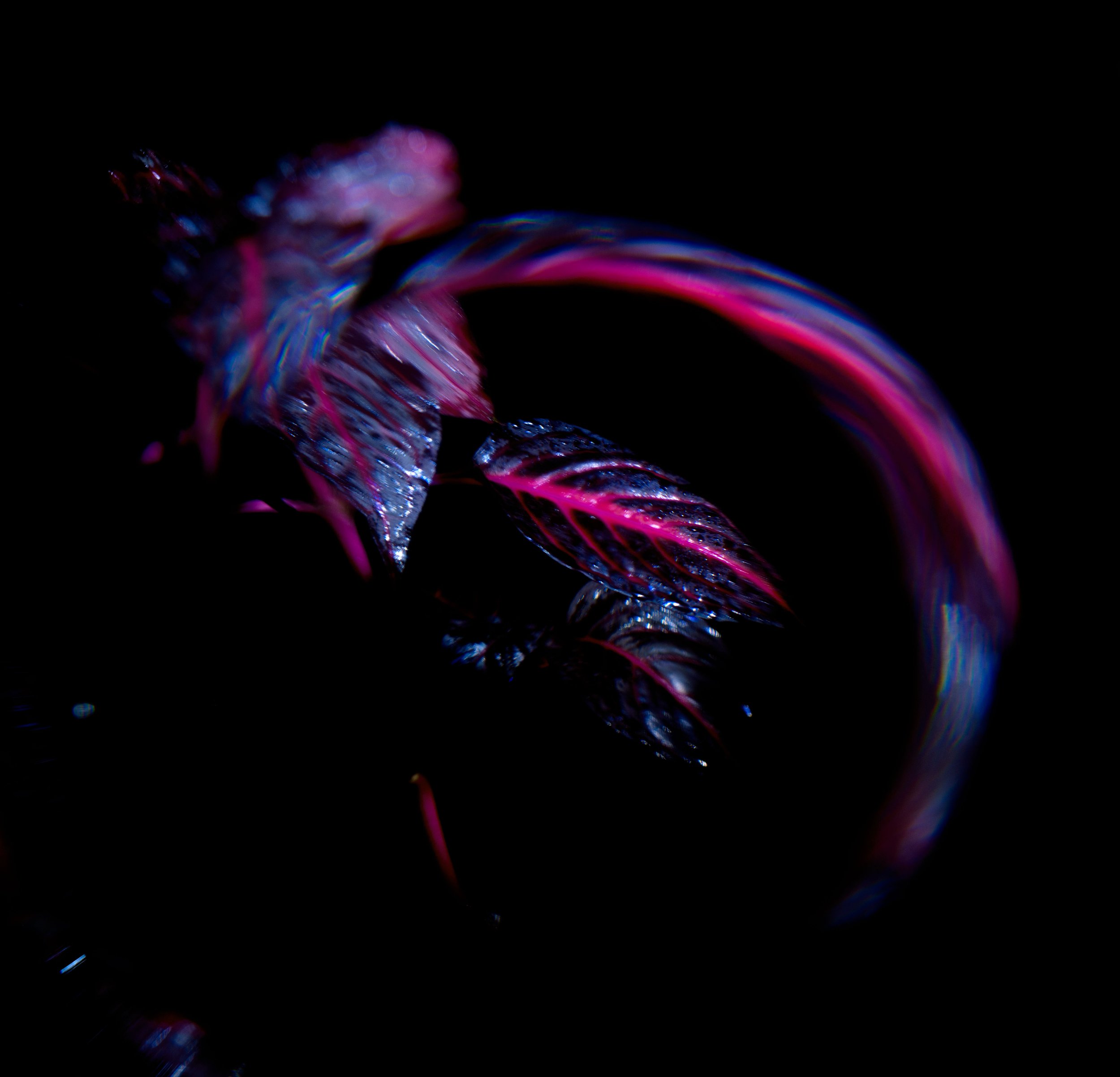 DSC_4200.jpg