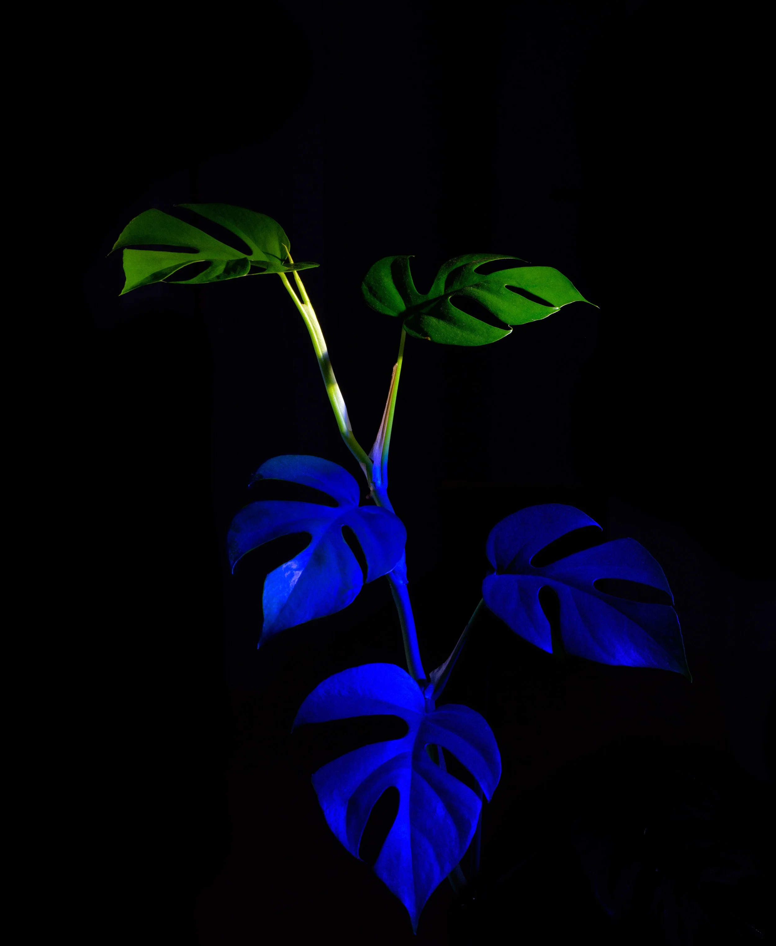 green&blueMontsera.jpg