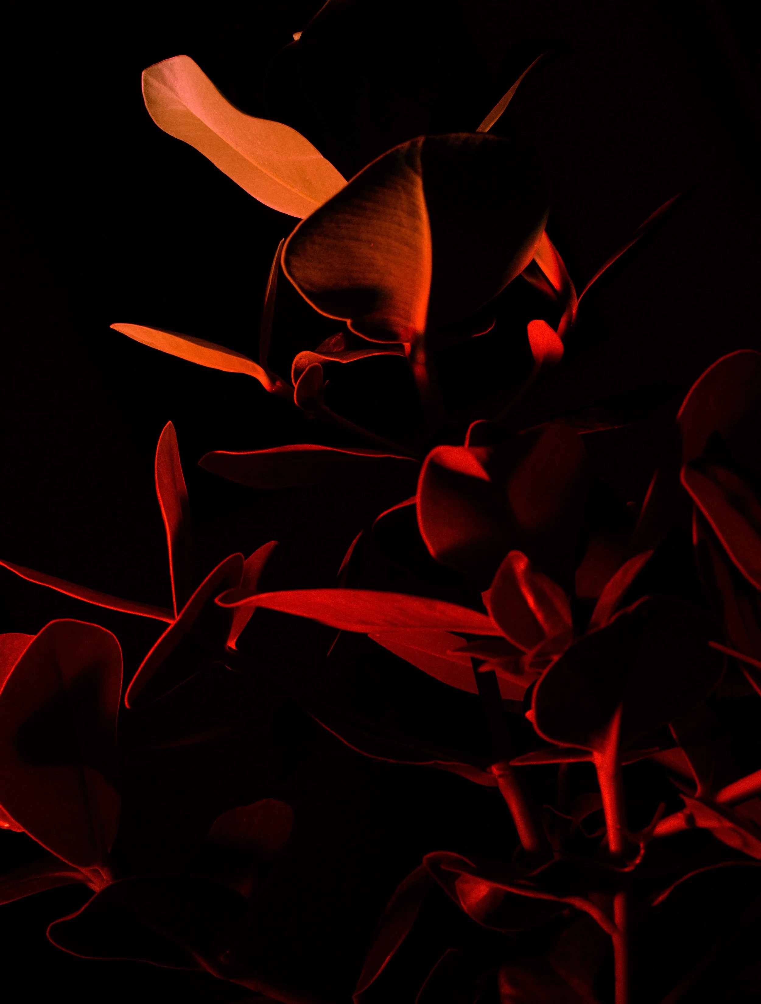 peperomia_Red.jpg