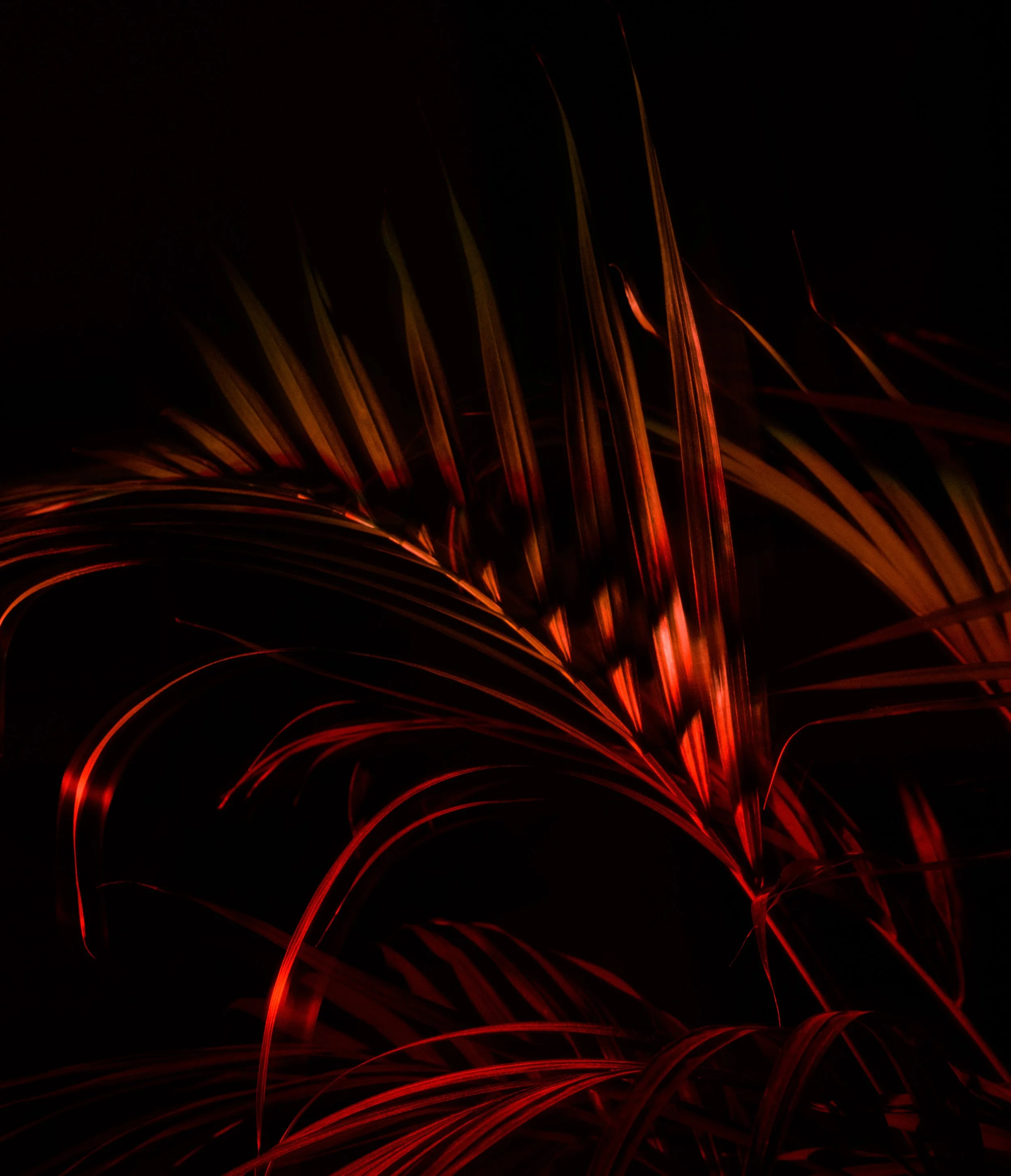 red_palm_tree1.jpg